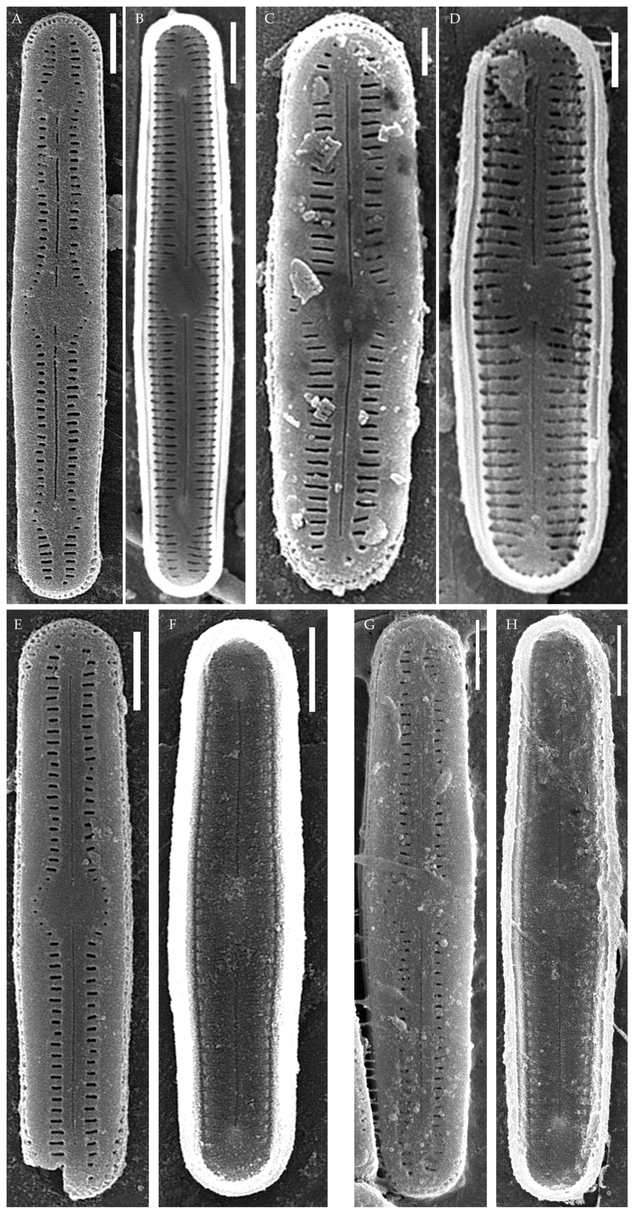 Plants 14 01069 g010