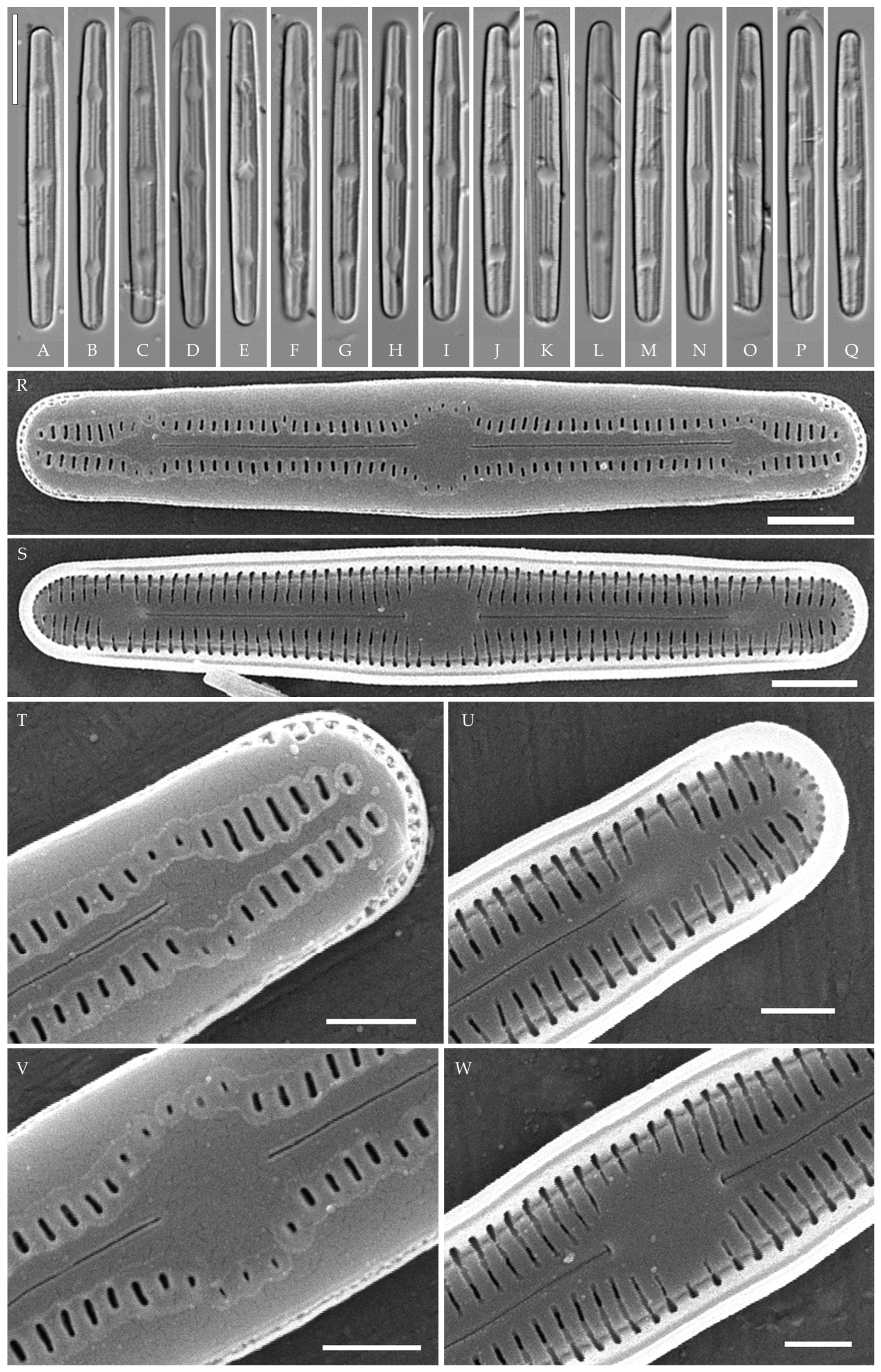 Plants 14 01069 g013