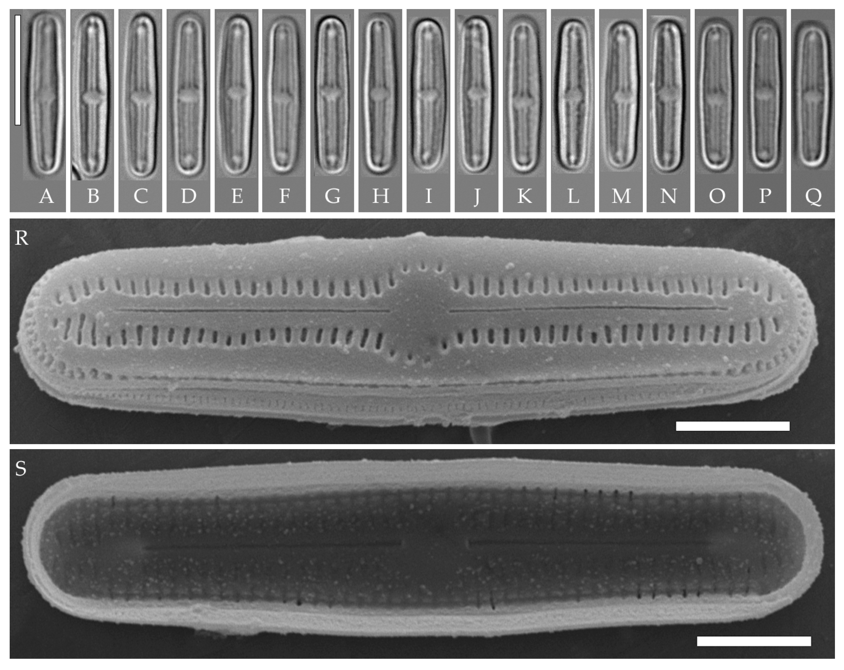 Plants 14 01069 g014