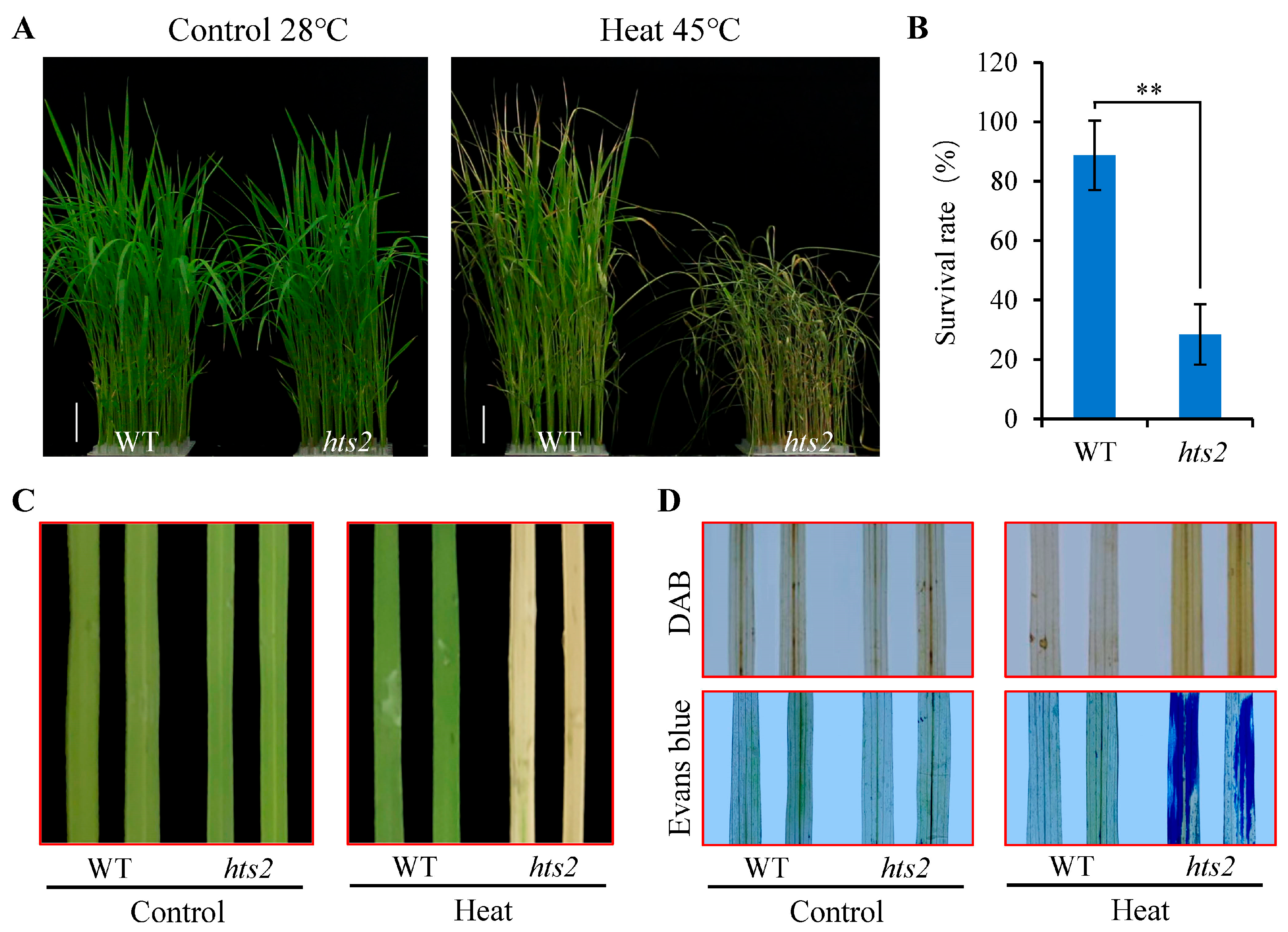 Plants 14 01072 g001