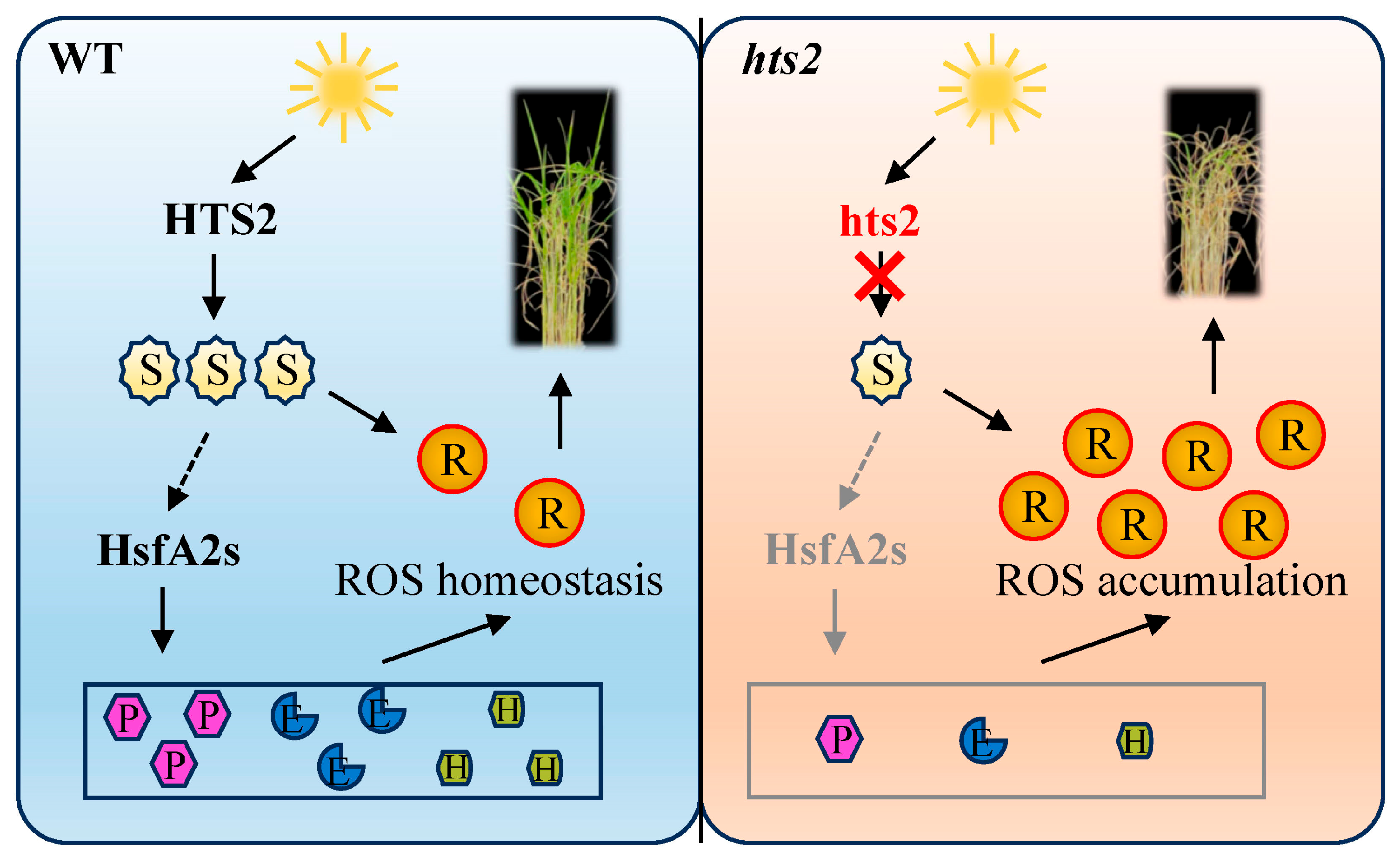 Plants 14 01072 g009