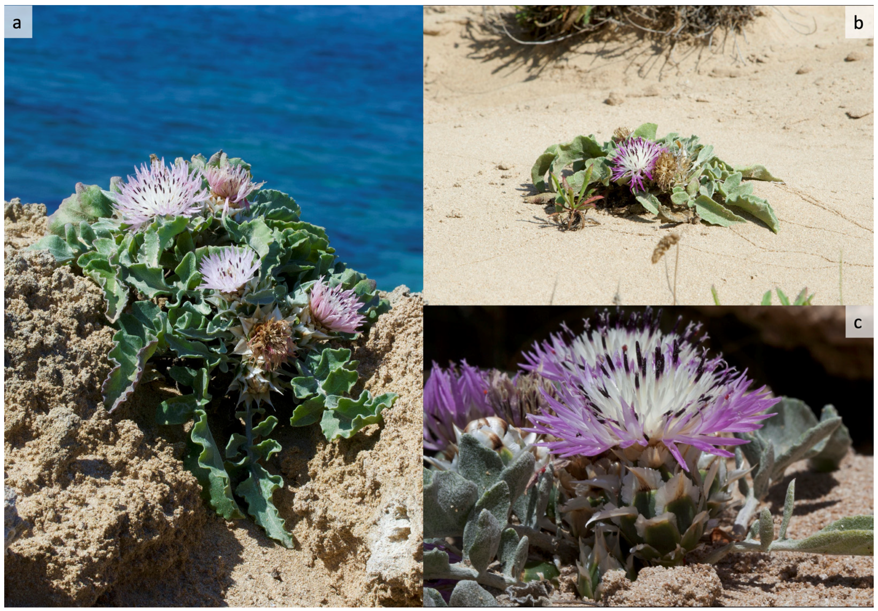 Plants 14 01074 g001