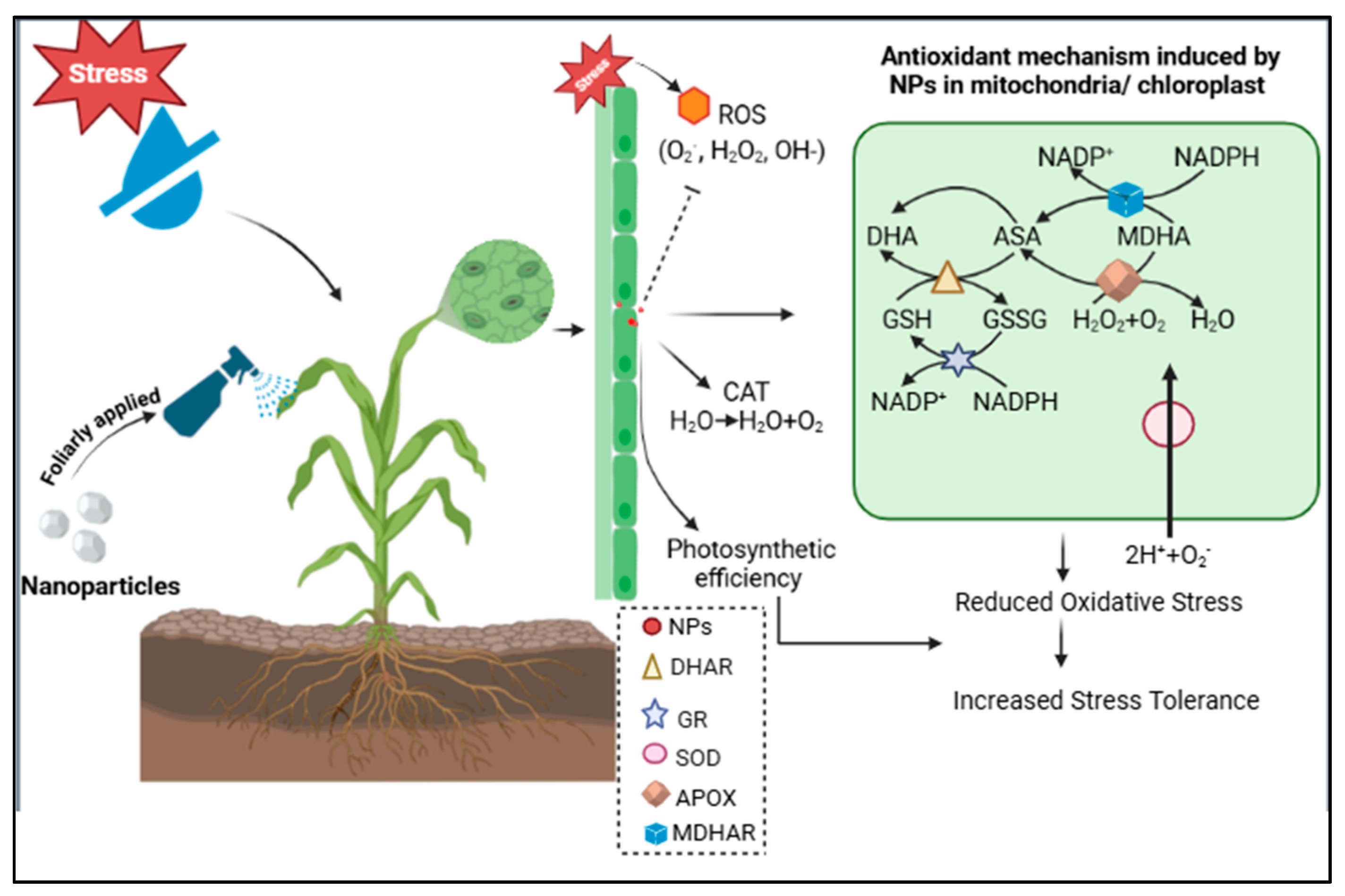 Plants 14 01075 g011
