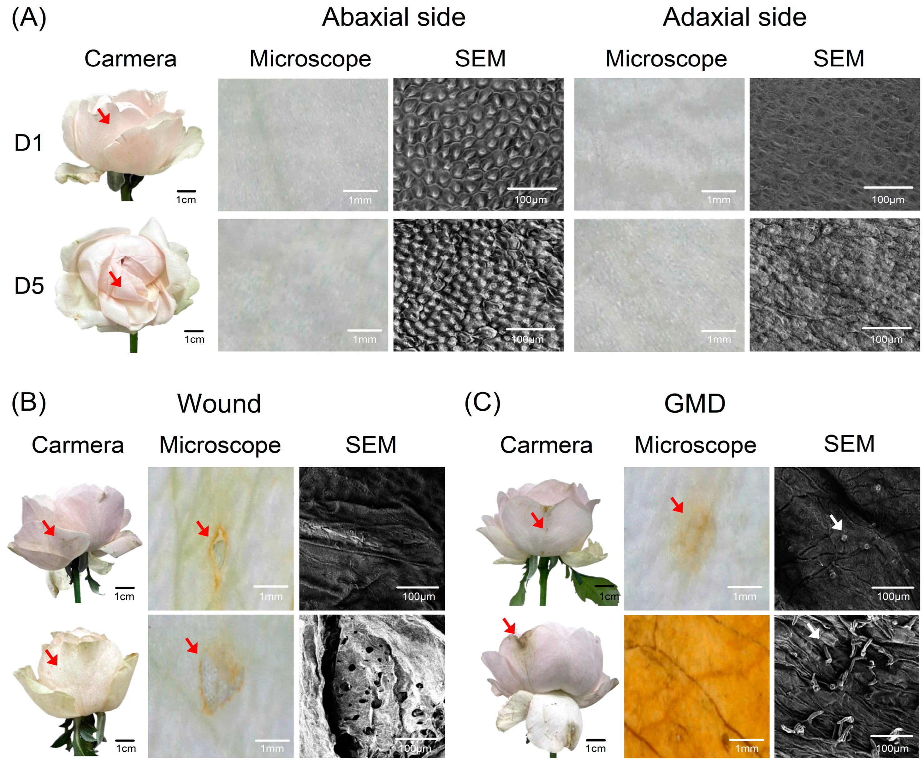 Plants 14 01076 g007