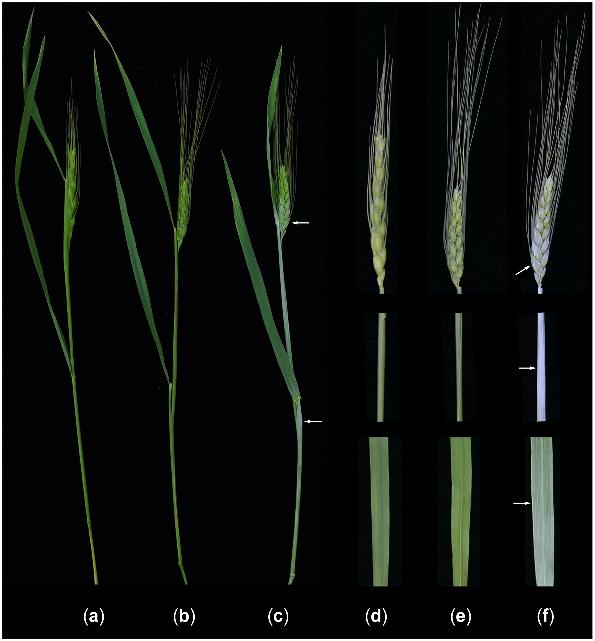 Plants 14 01077 g003