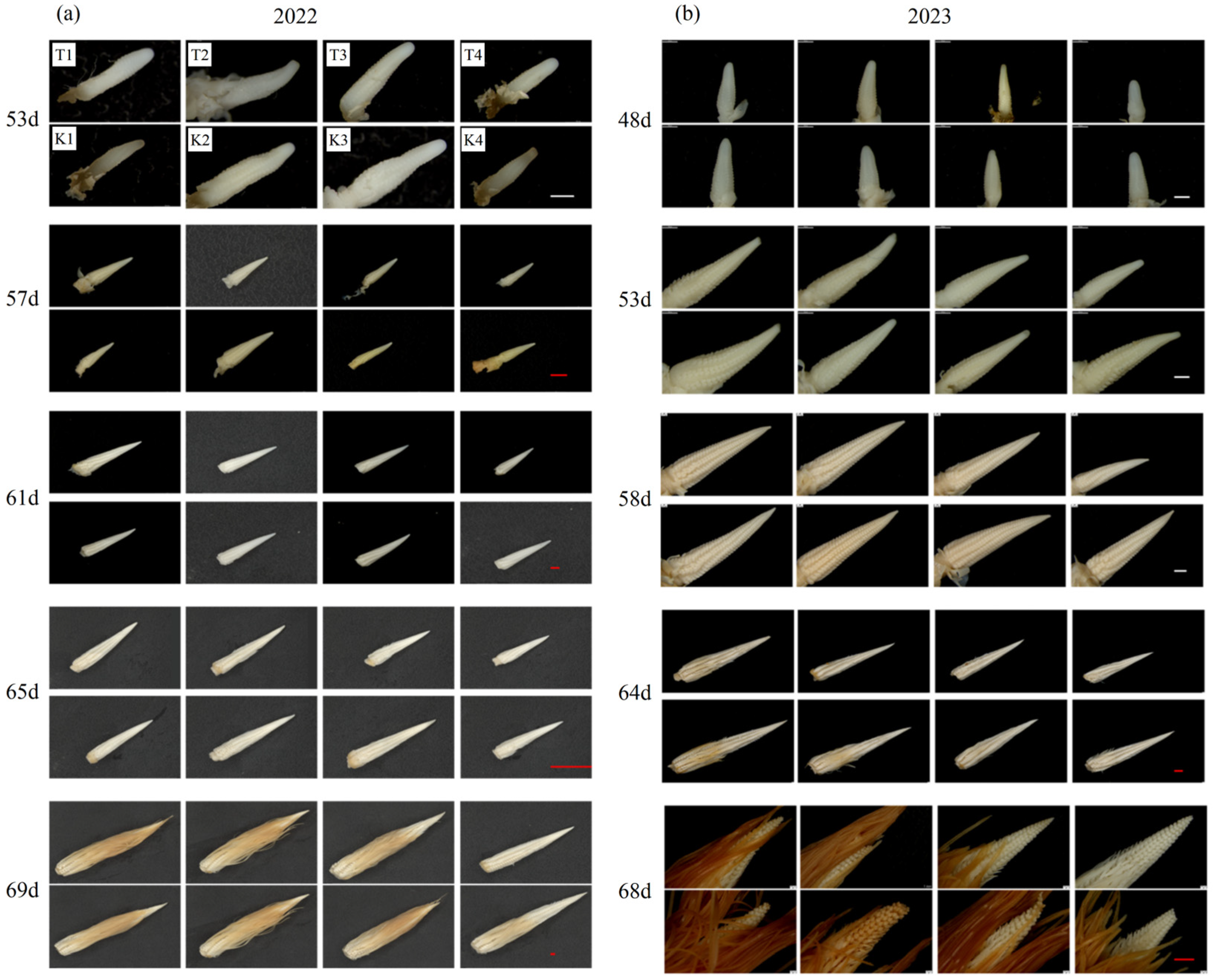 Plants 14 01081 g005