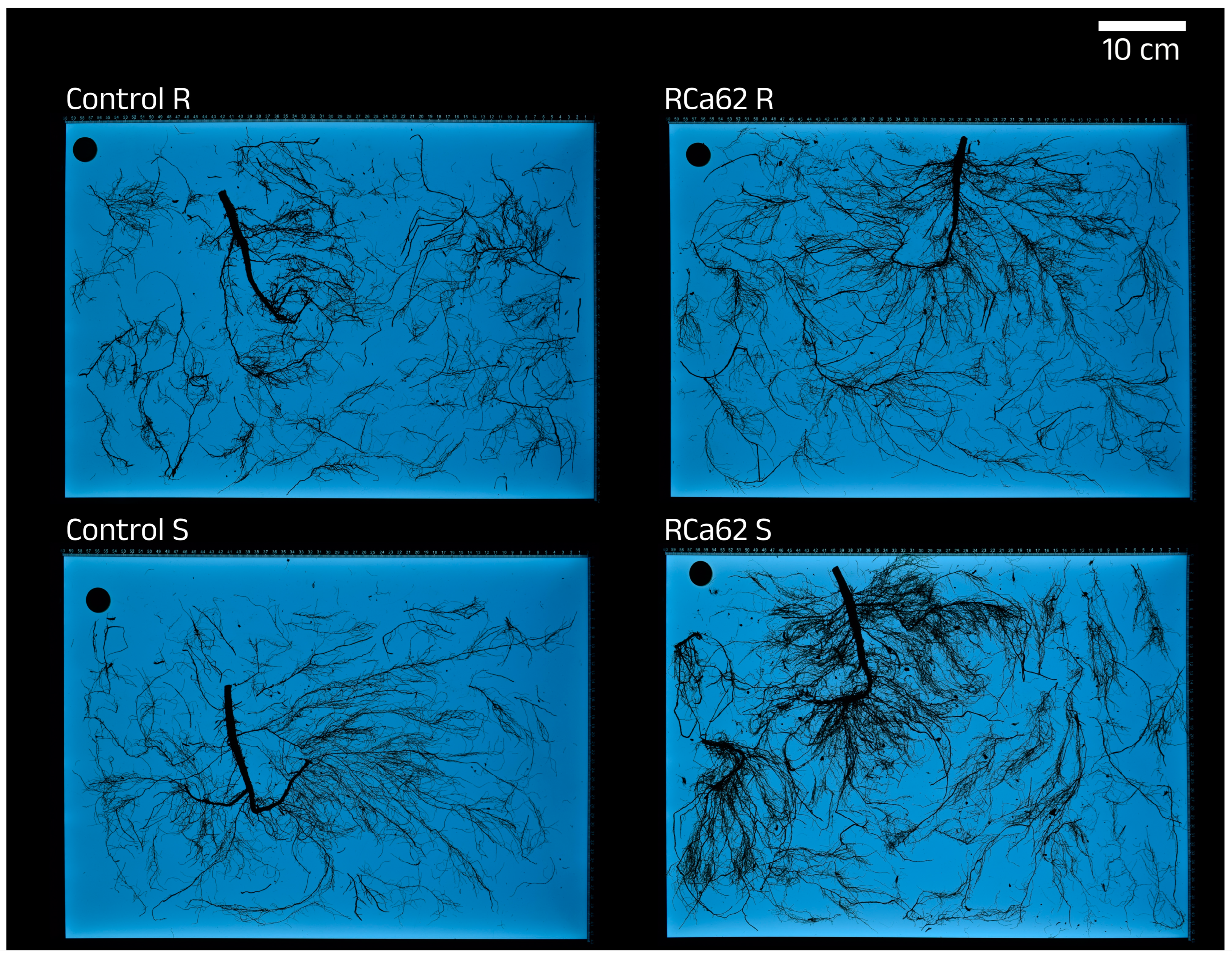 Plants 14 01084 g006
