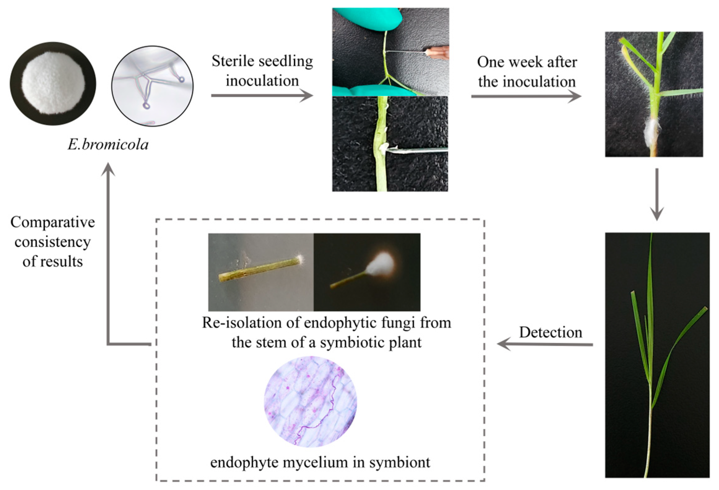 Plants 14 01089 g001