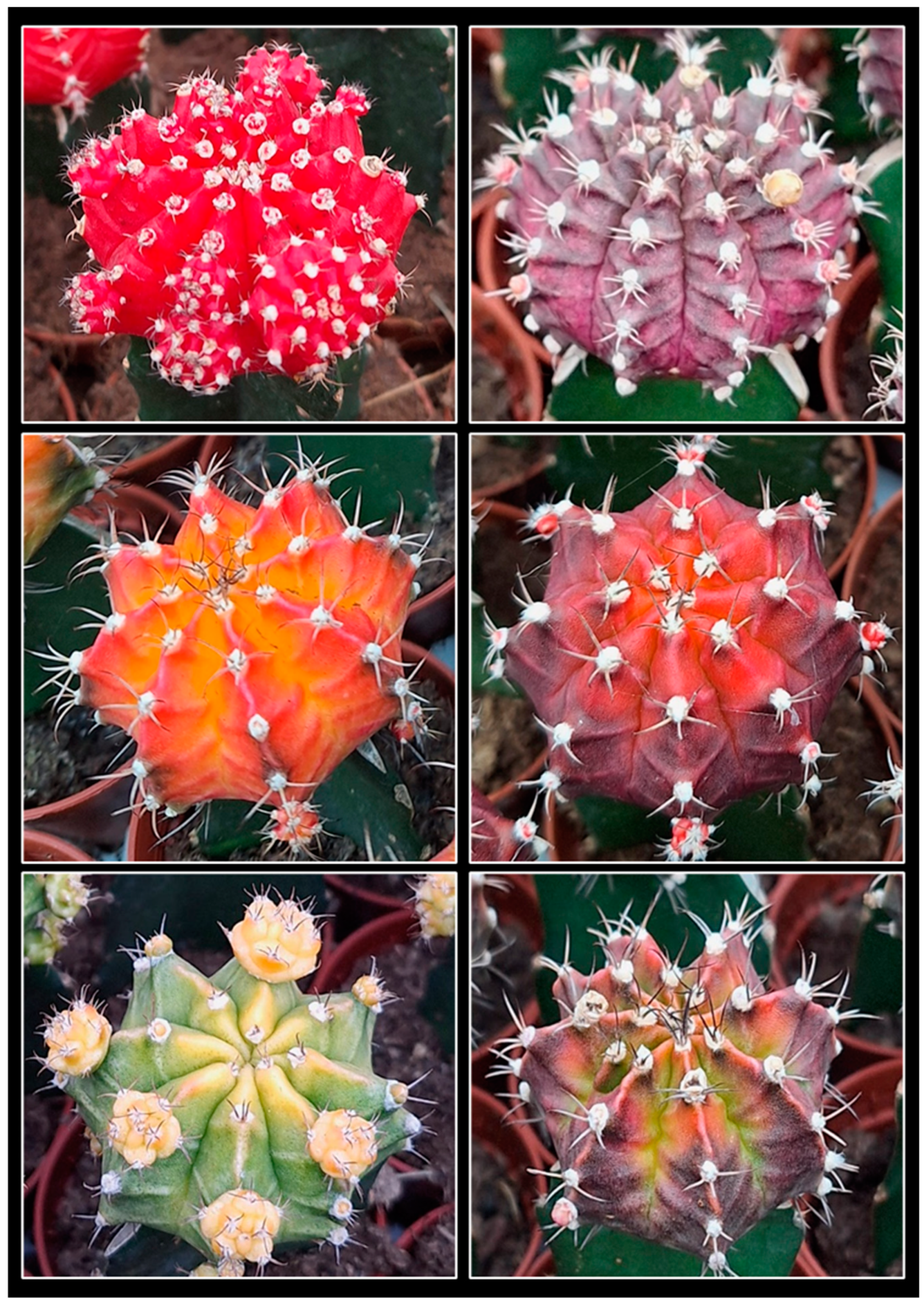 Plants 14 01091 g001