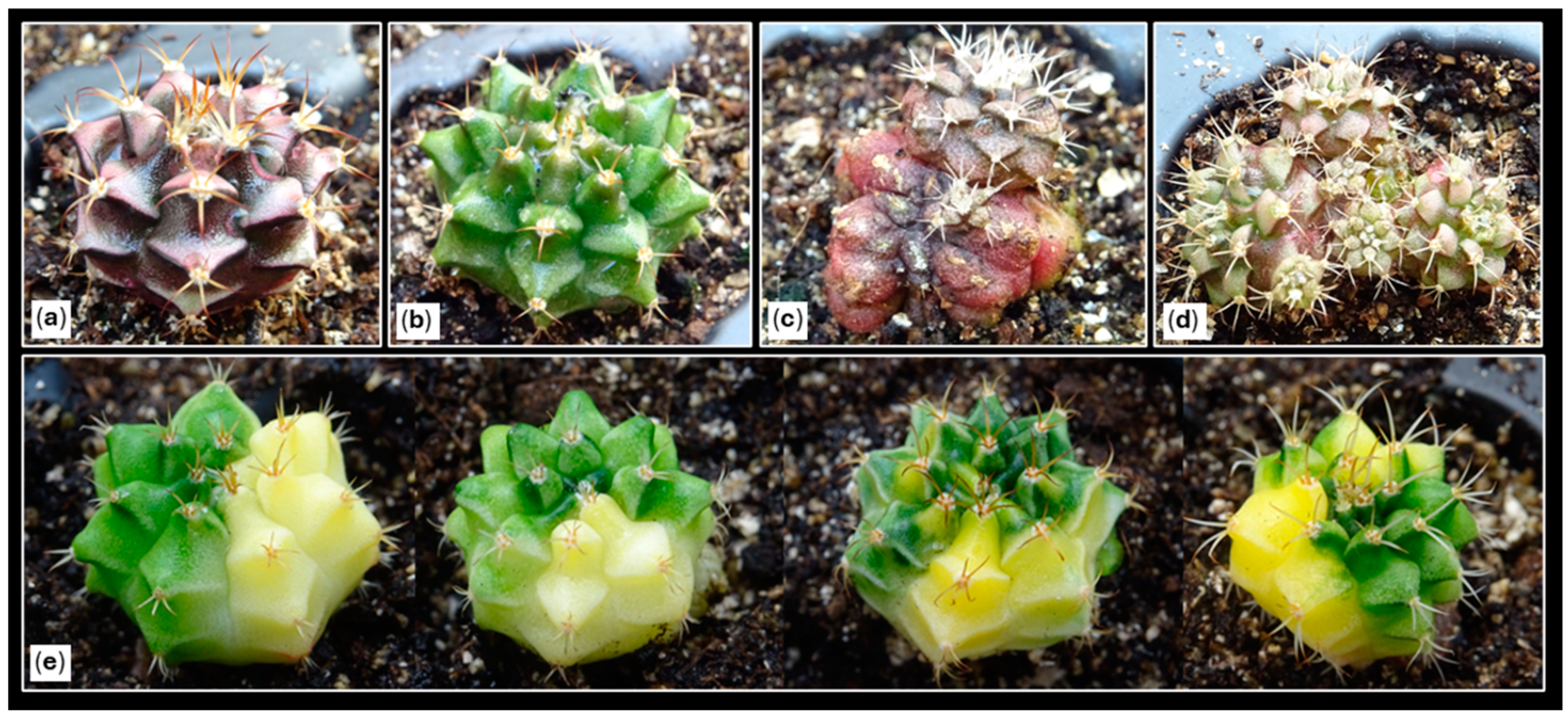 Plants 14 01091 g002