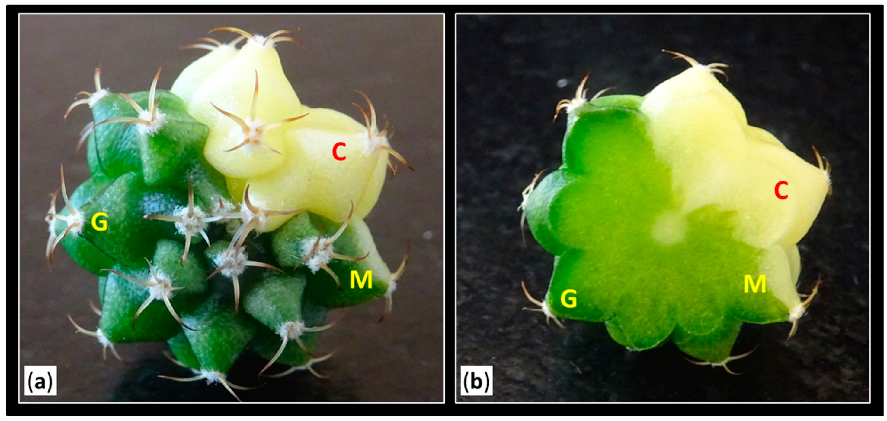 Plants 14 01091 g012