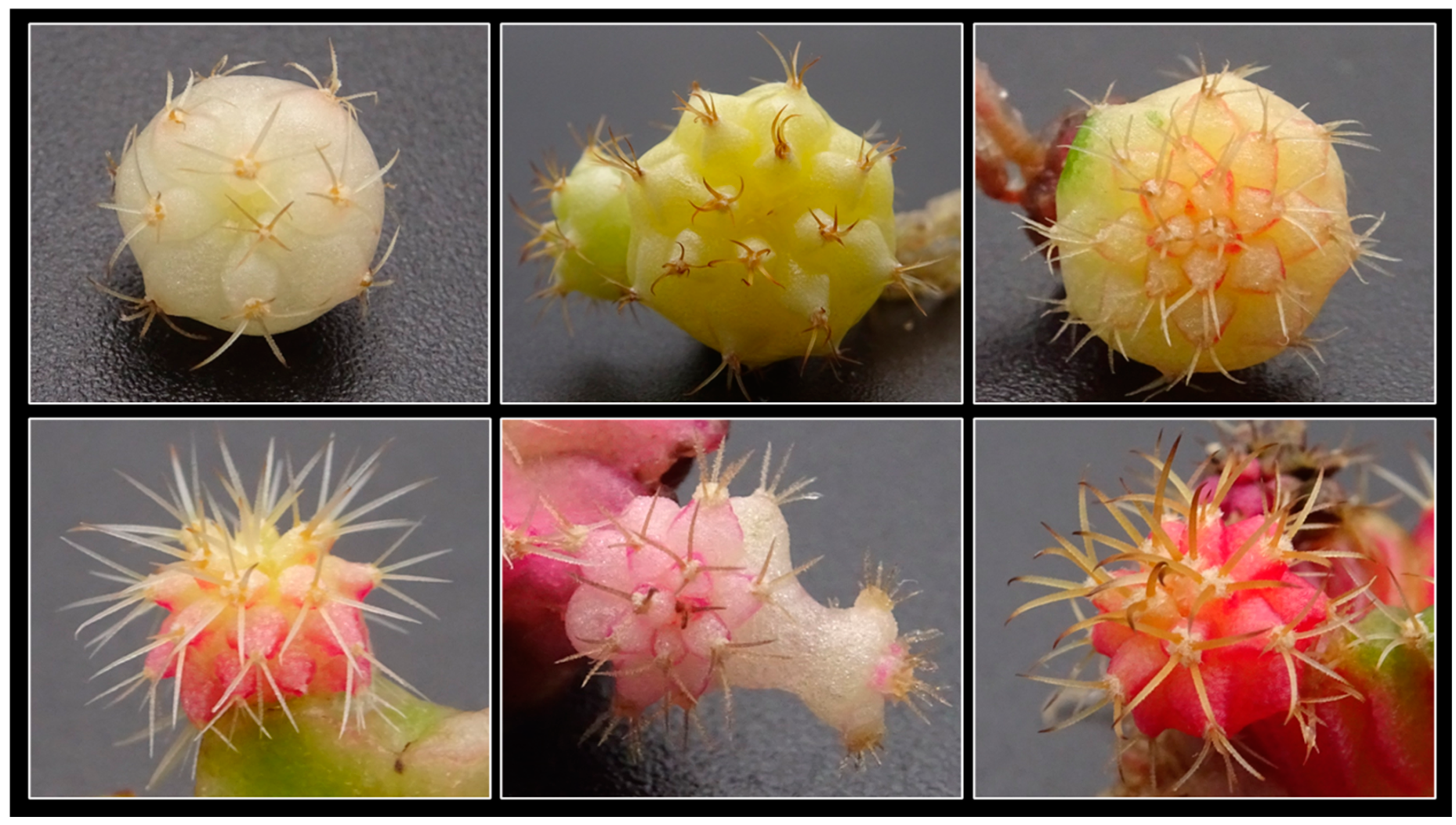 Plants 14 01091 g013