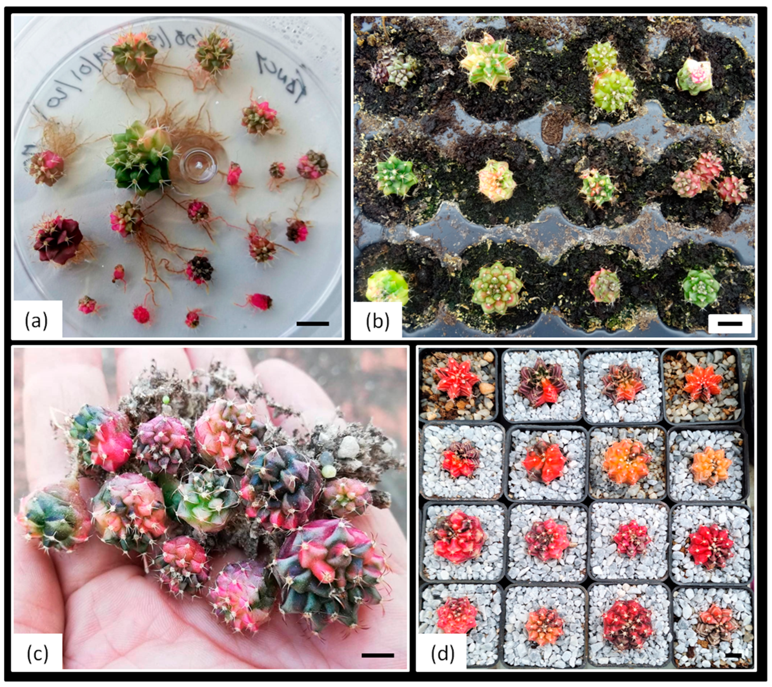 Plants 14 01091 g014