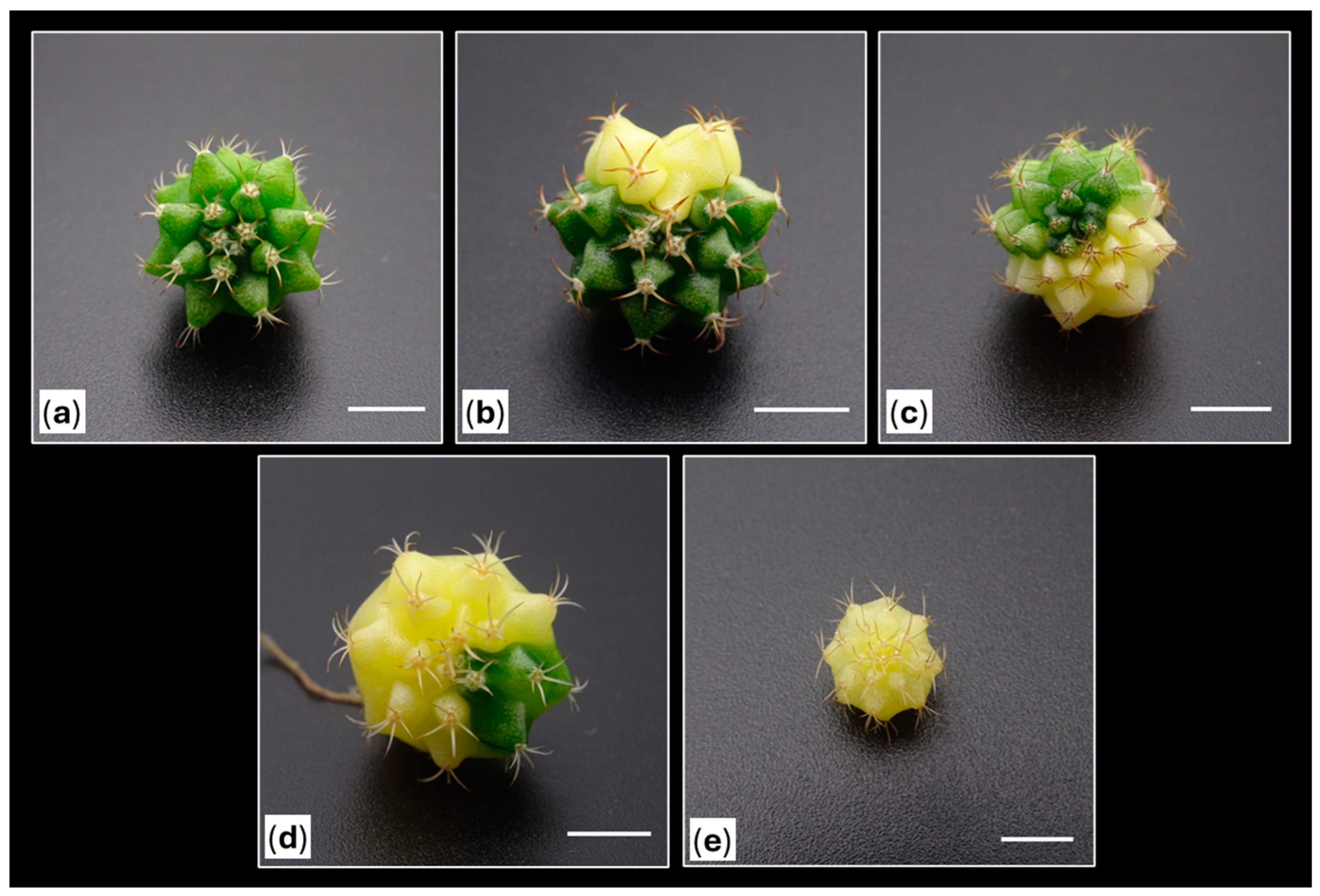 Plants 14 01091 g015