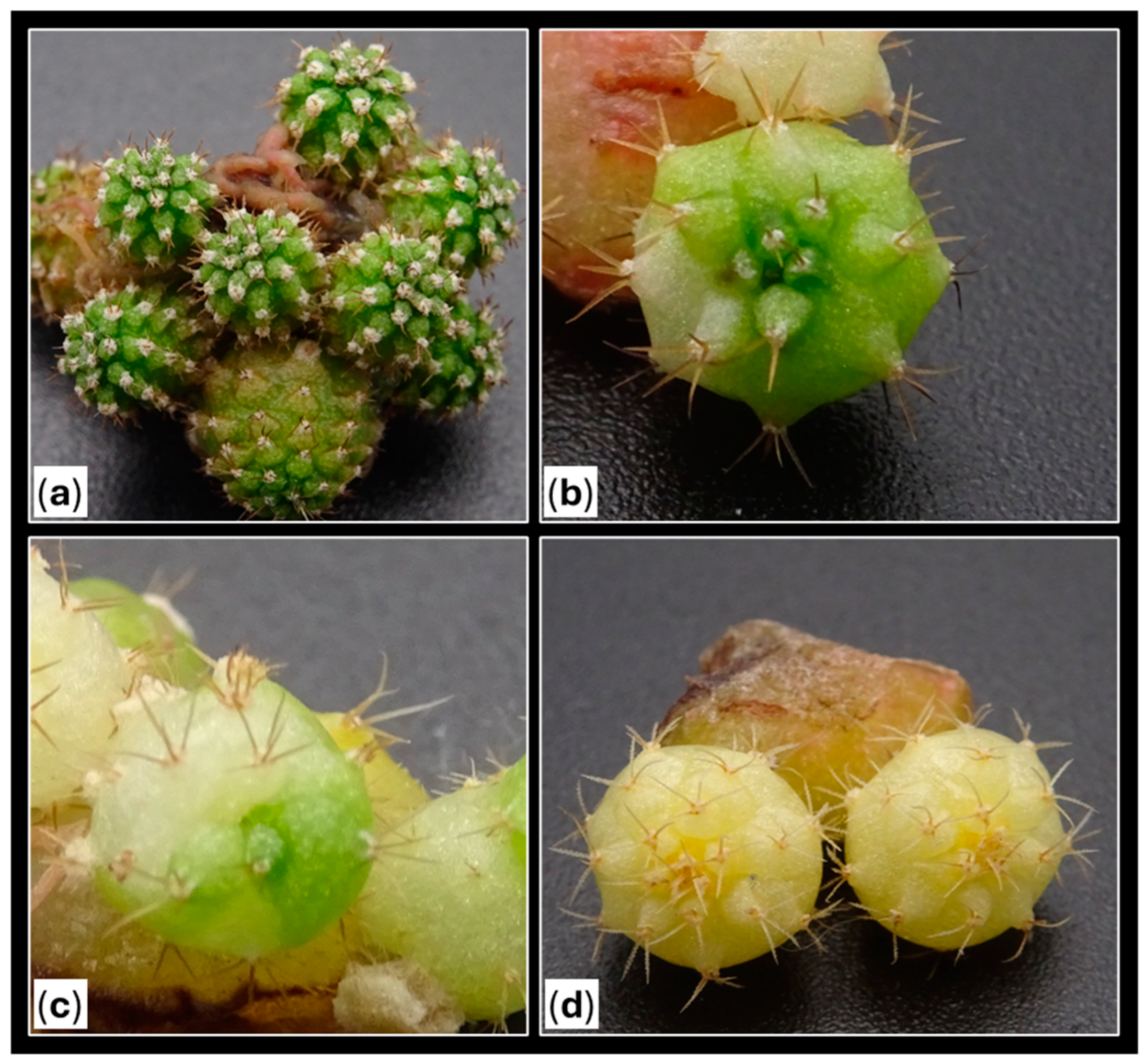 Plants 14 01091 g016