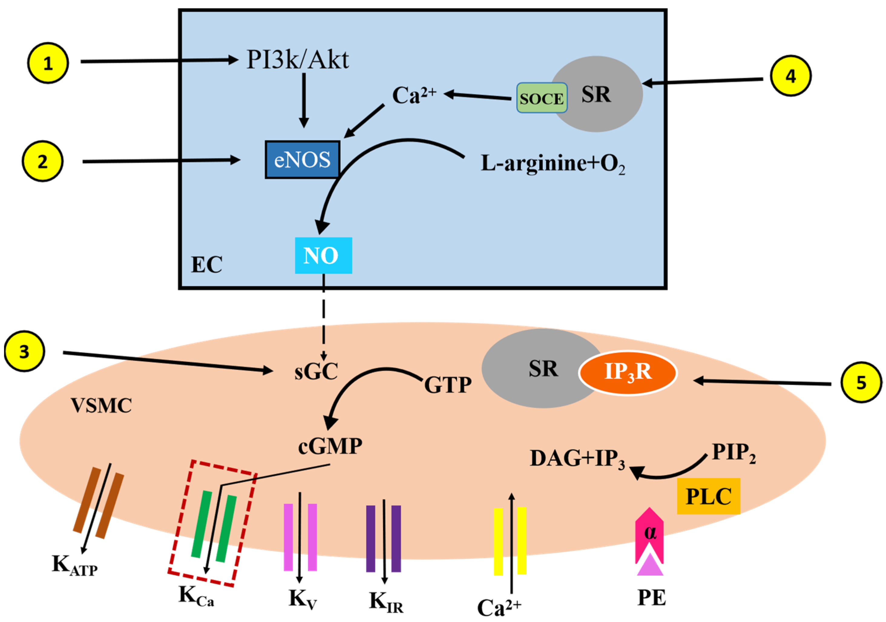 Plants 14 01095 g007