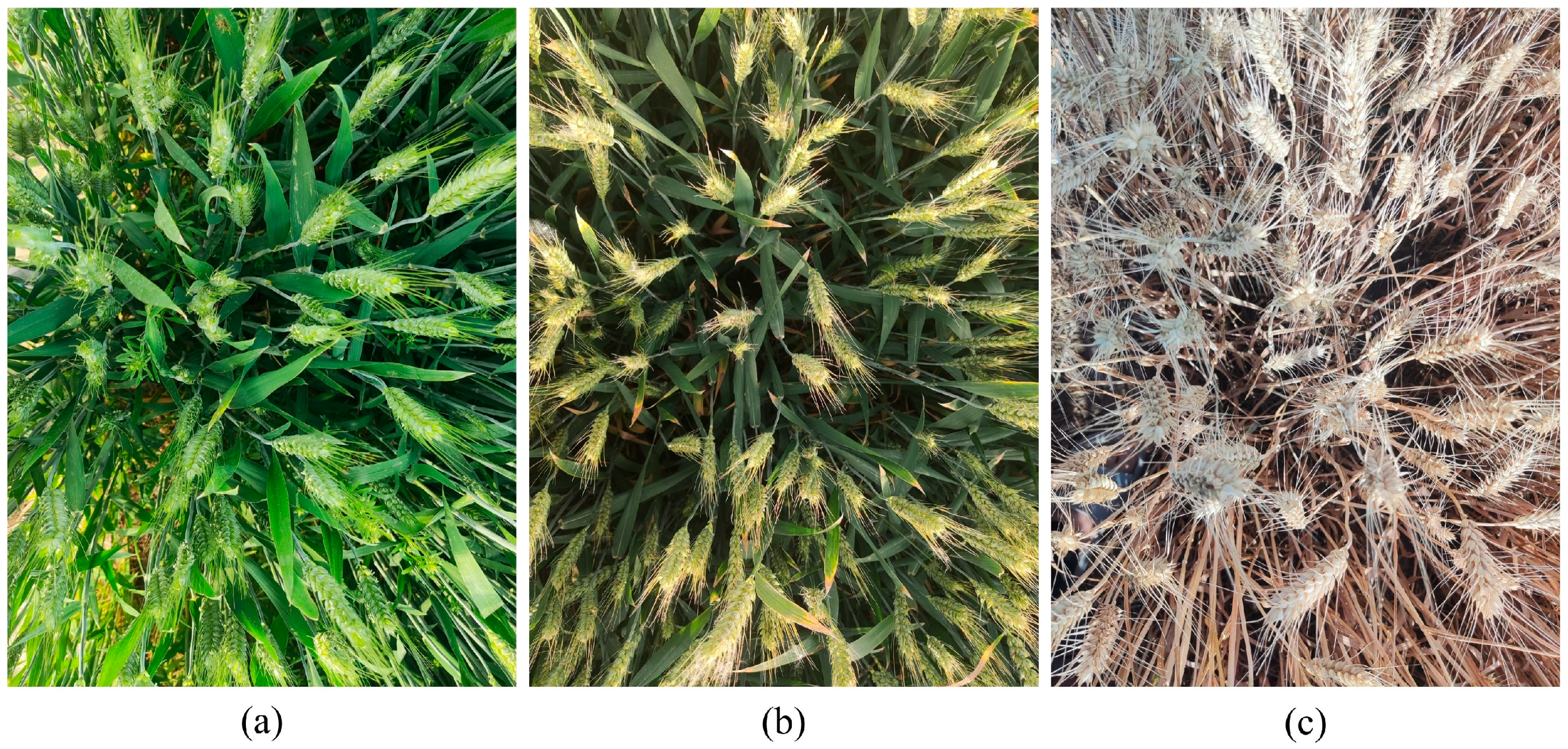 Plants 14 01098 g002