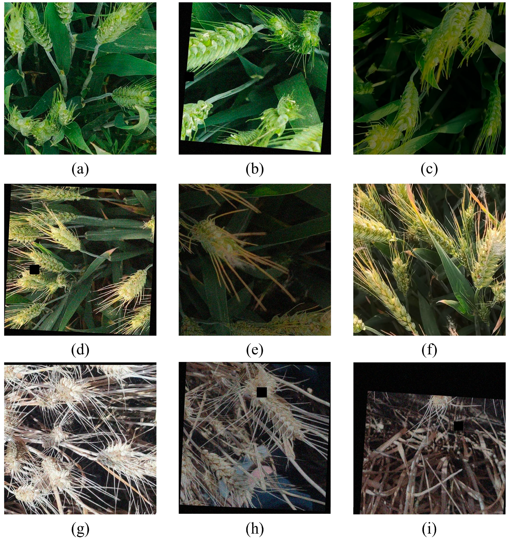 Plants 14 01098 g003