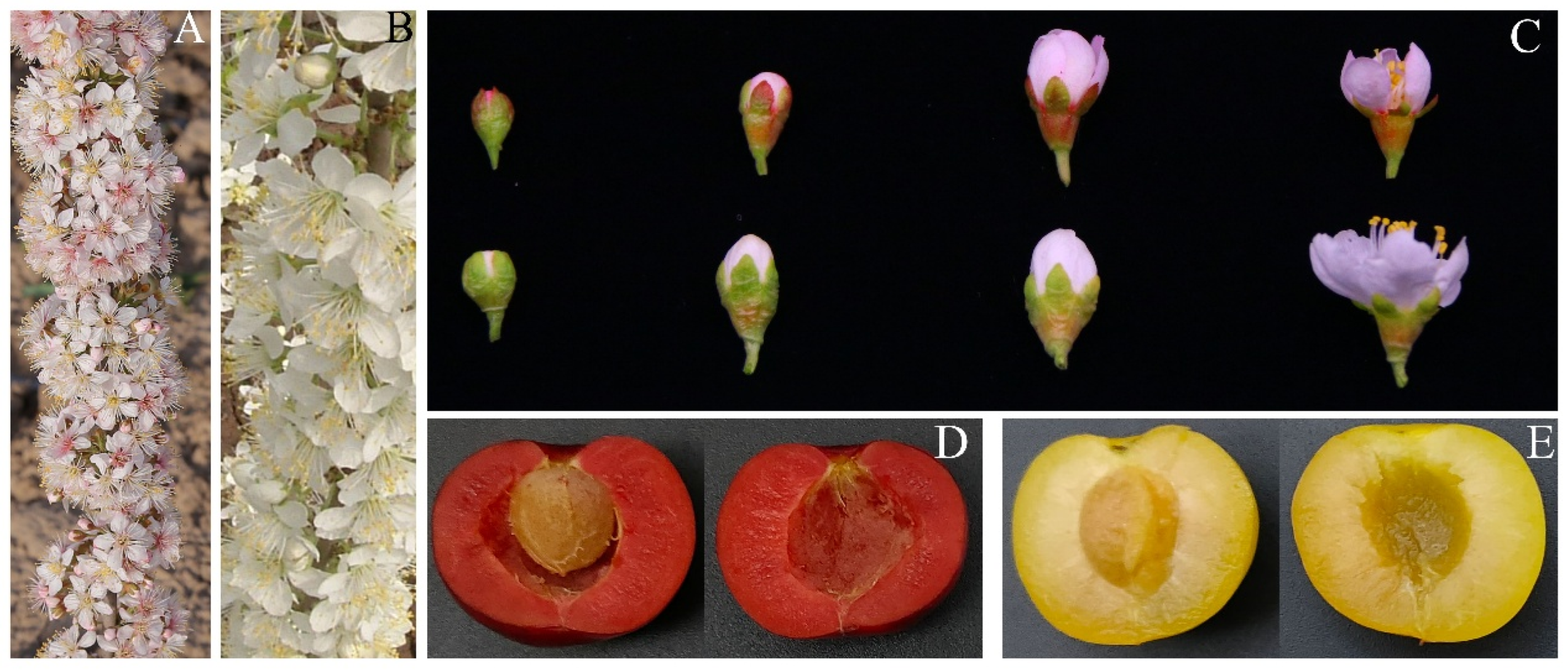 Plants 14 01103 g001