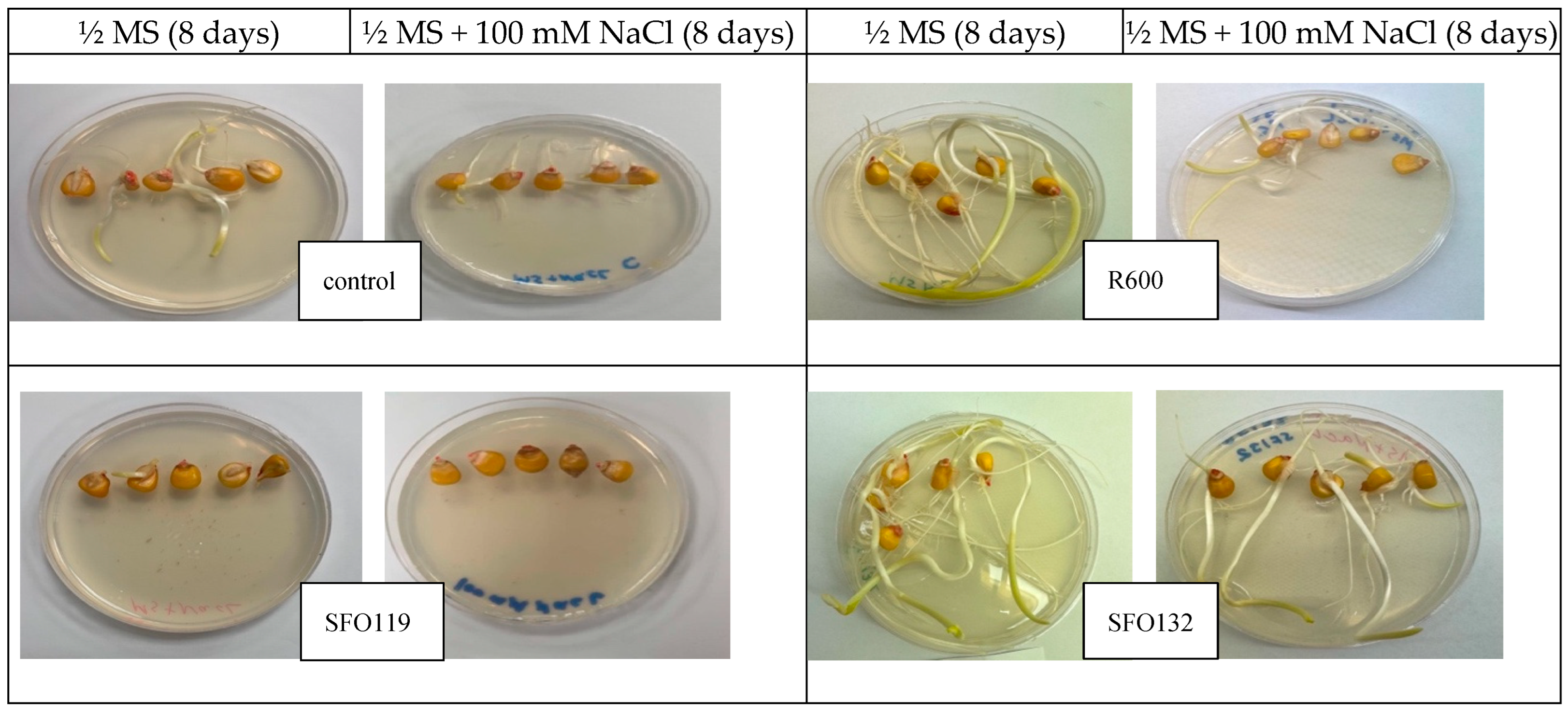 Plants 14 01107 g007a