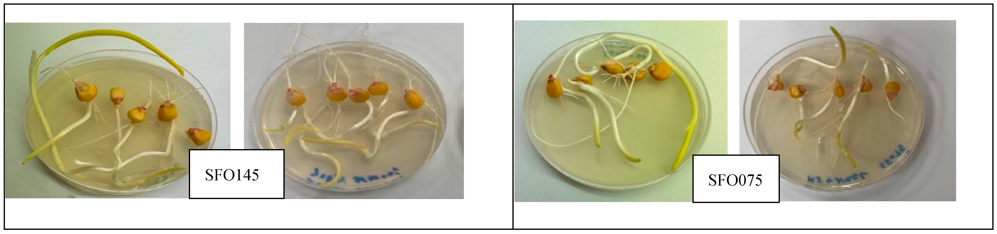 Plants 14 01107 g007b