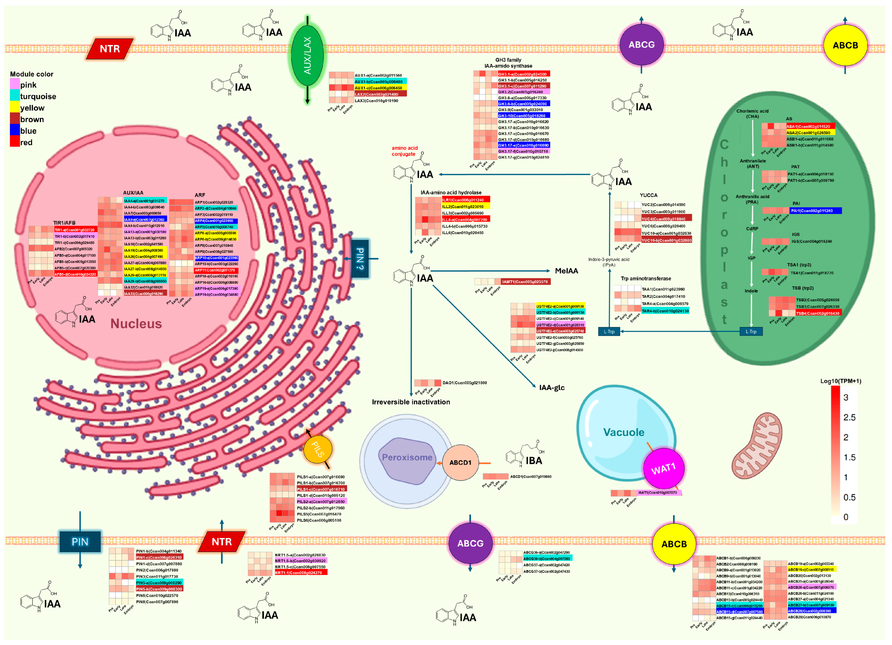 Plants 14 01108 g005