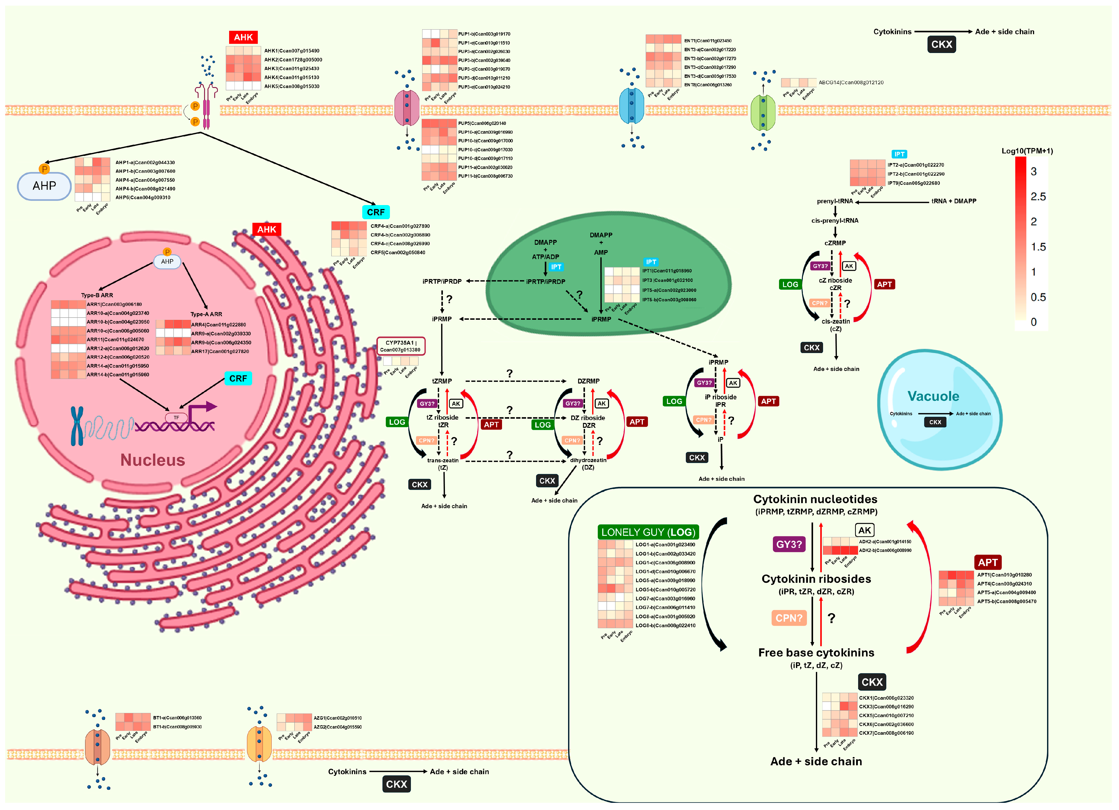 Plants 14 01108 g006
