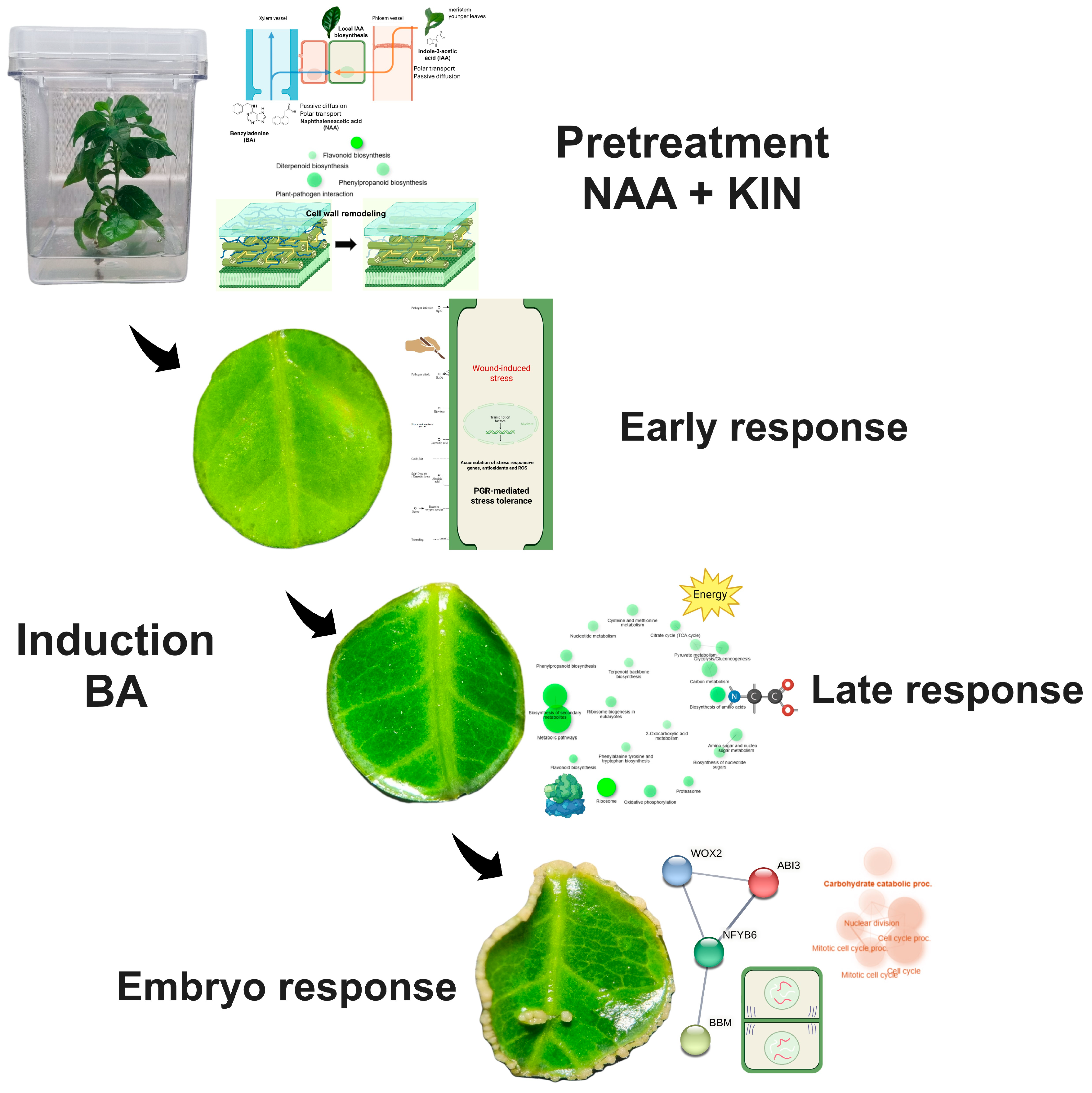Plants 14 01108 g007