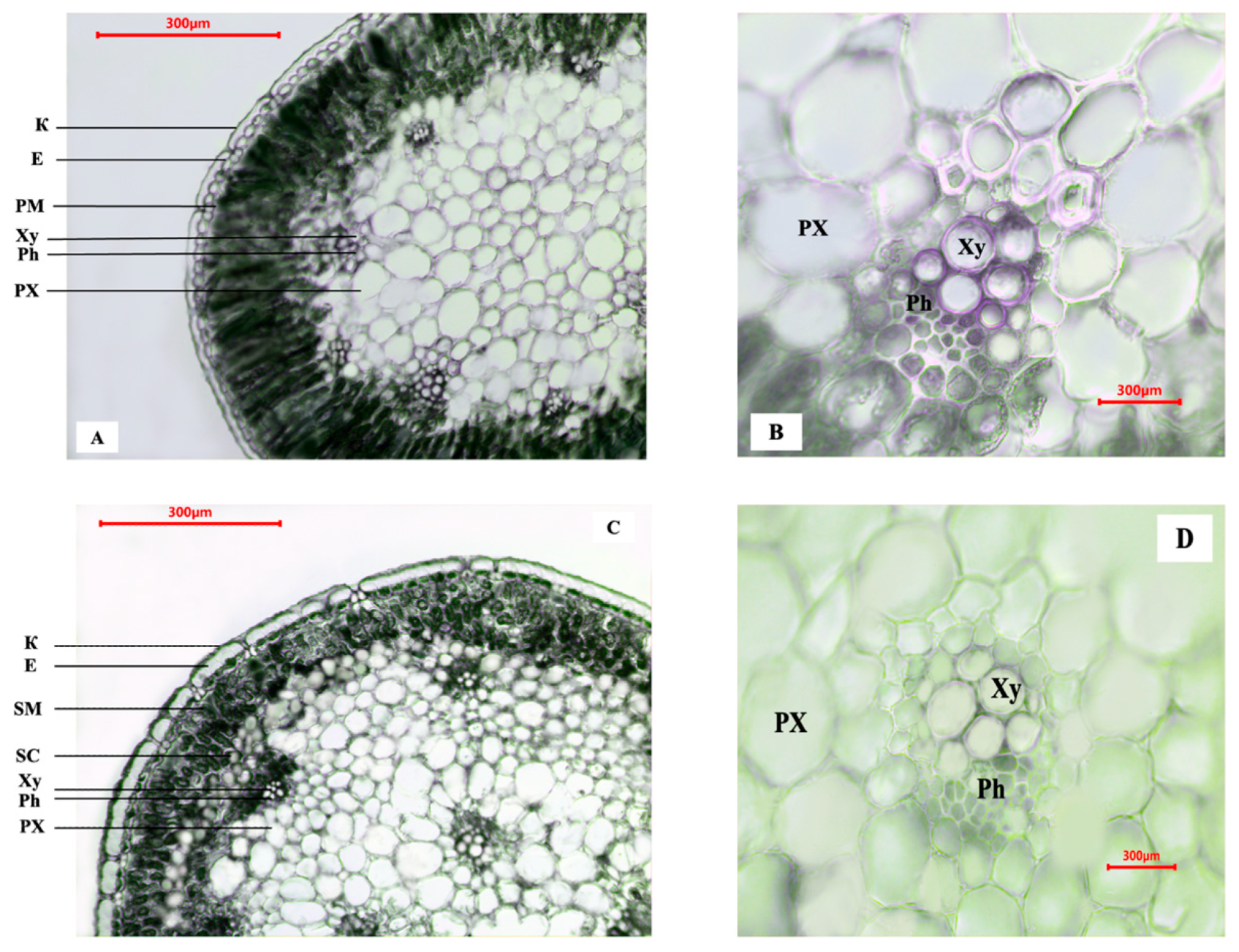 Plants 14 01113 g003 Plants 14 01113 g003