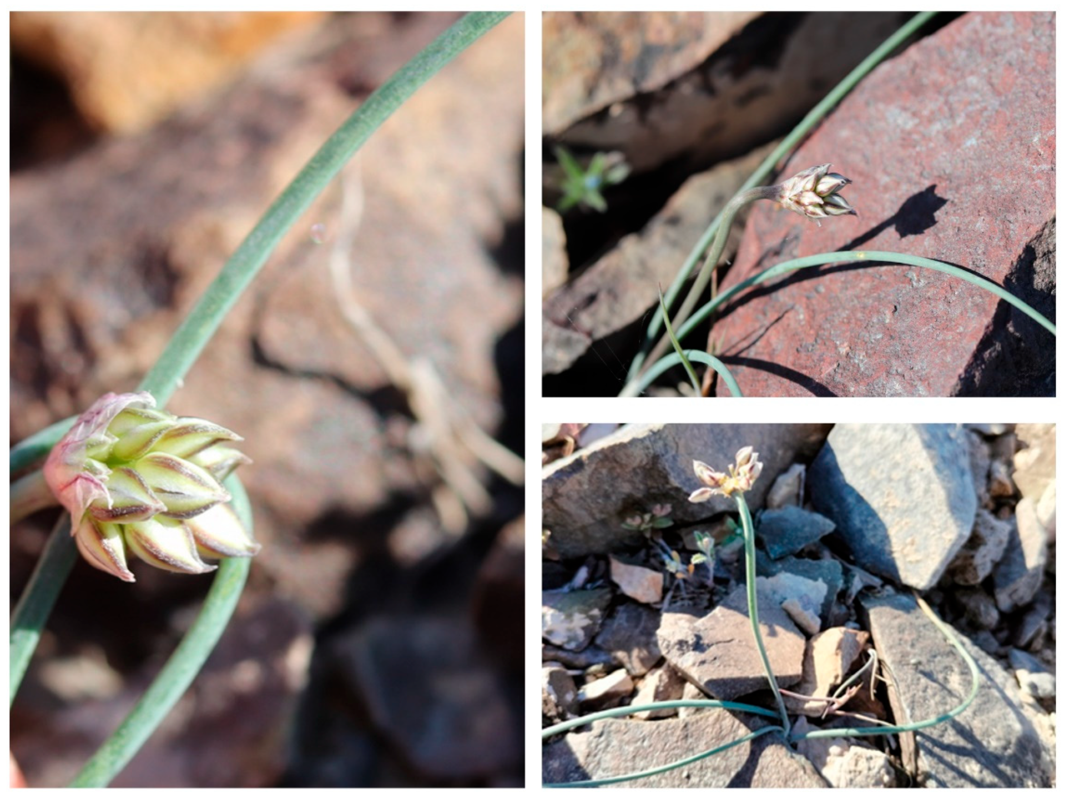 Plants 14 01113 g006 Plants 14 01113 g006