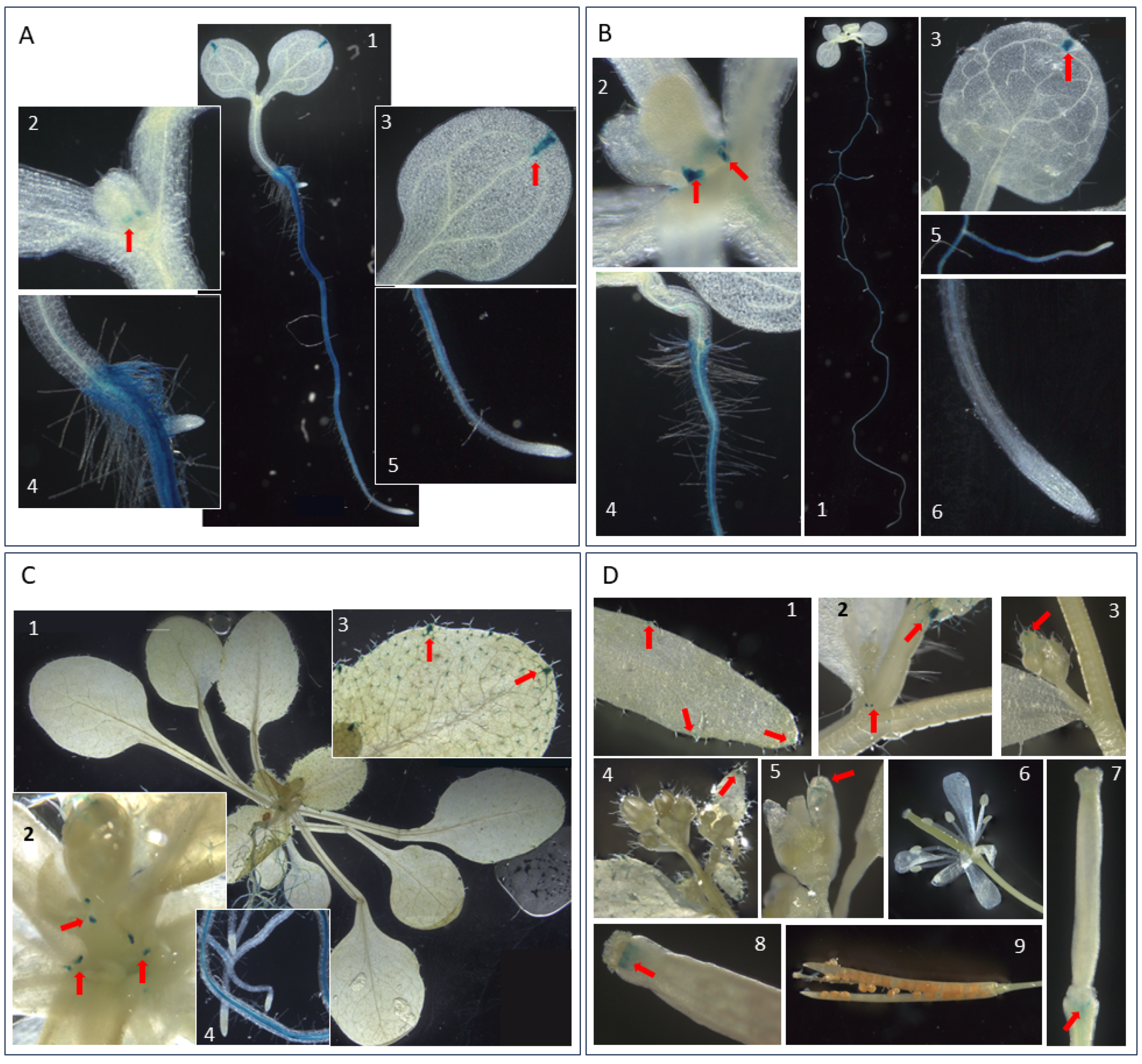 Plants 14 01117 g009