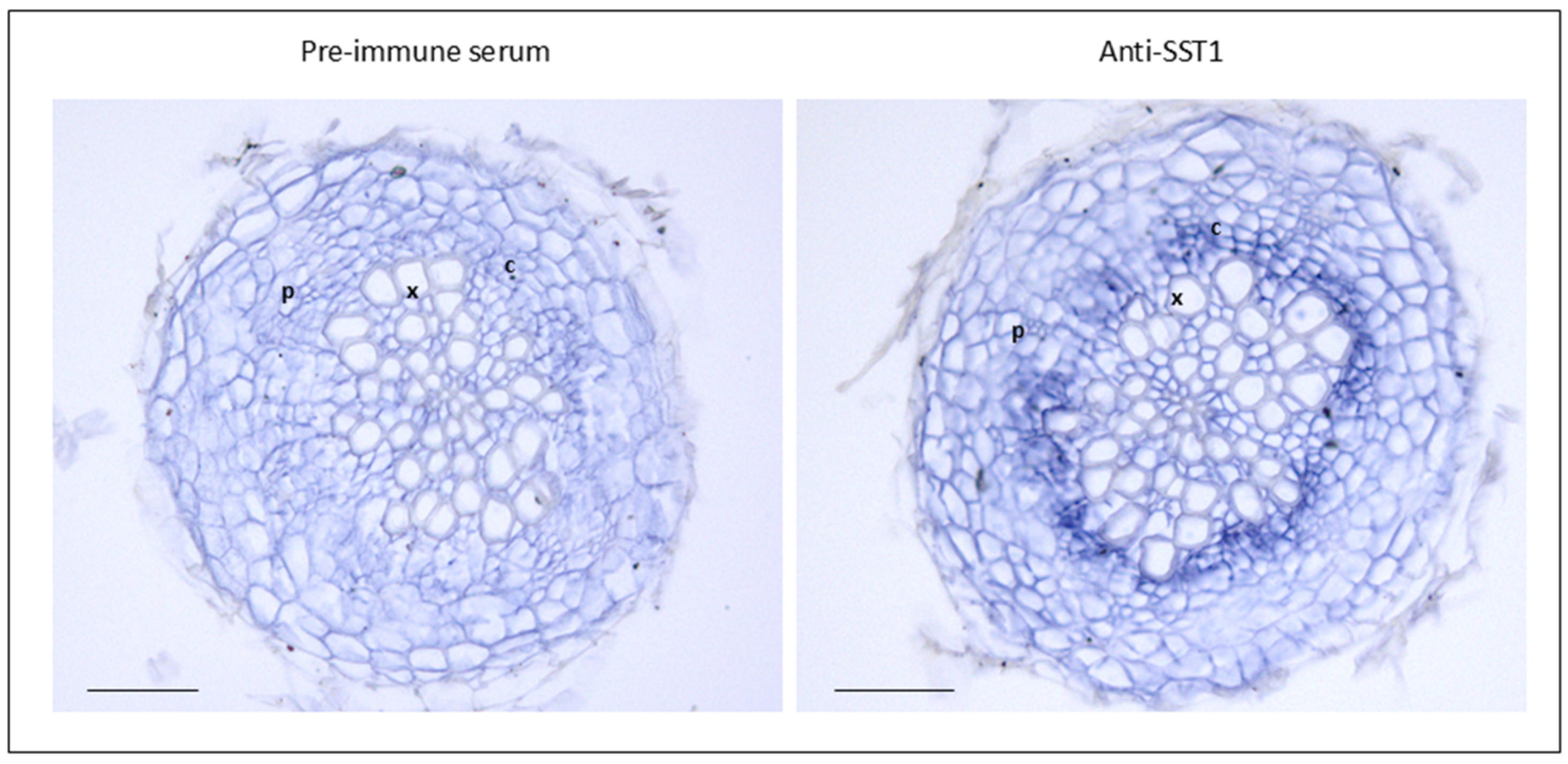 Plants 14 01117 g012