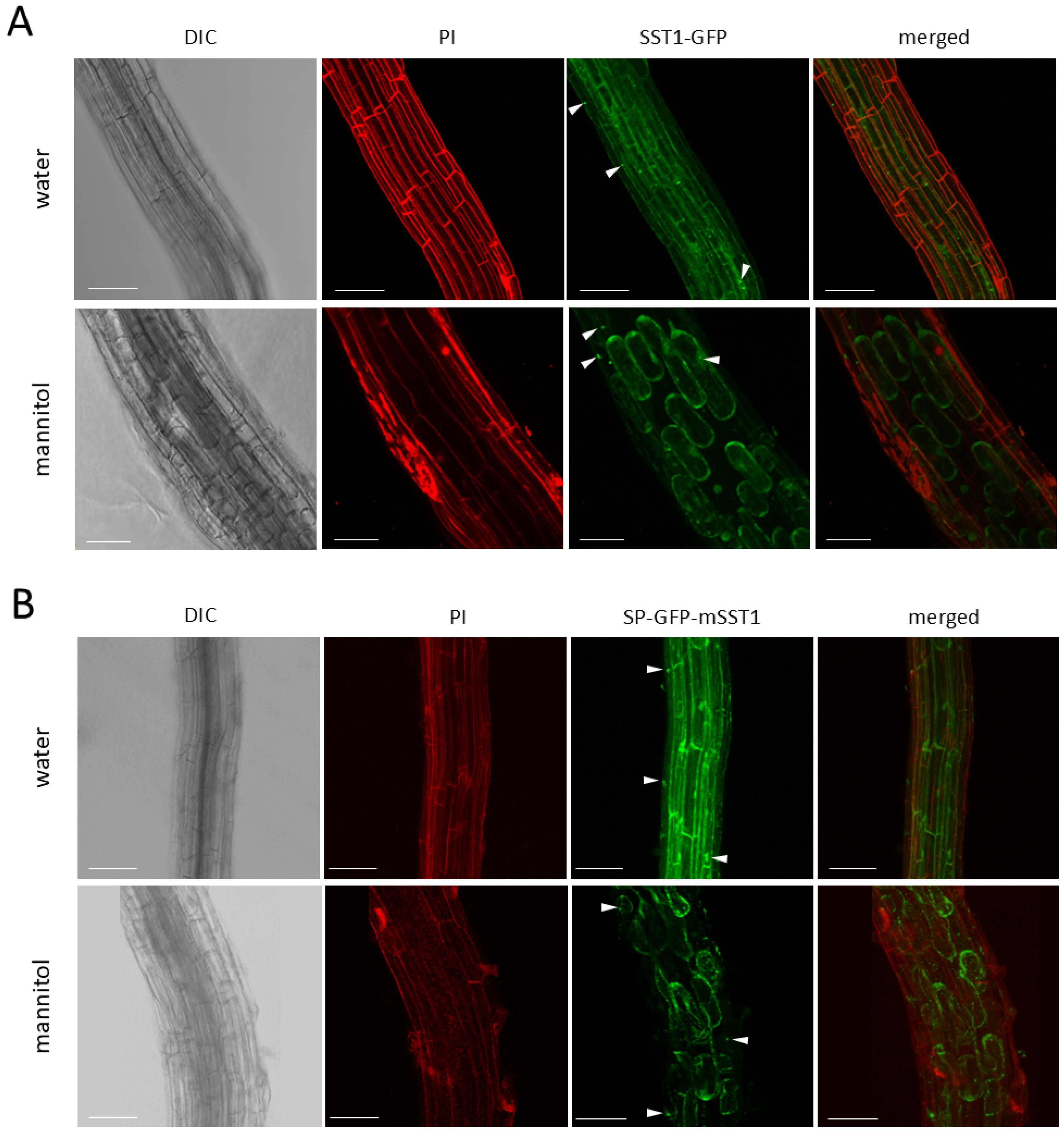 Plants 14 01117 g013