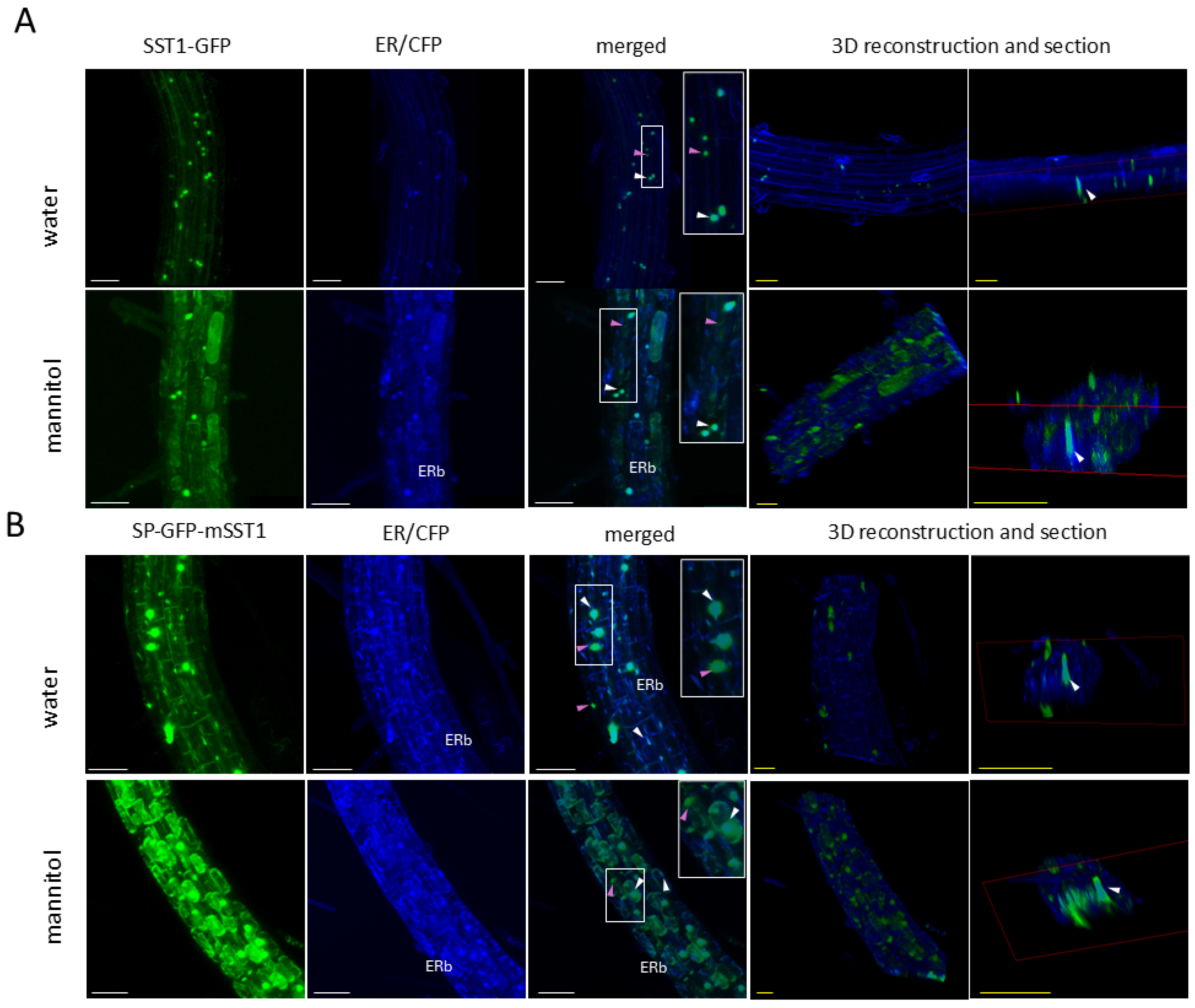 Plants 14 01117 g014