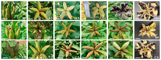 Interspecific Hybridization Barrier Between Paeonia ostii and P. ludlowii