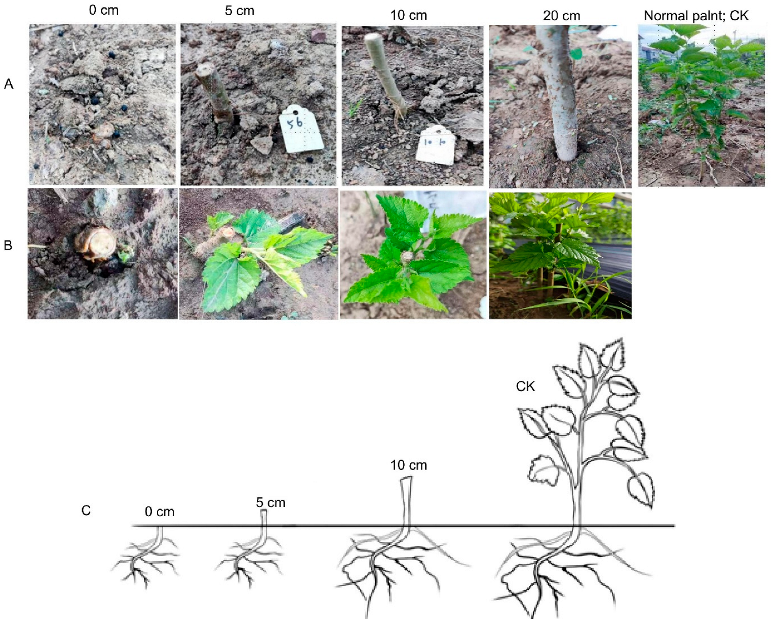 Plants 14 01126 g001