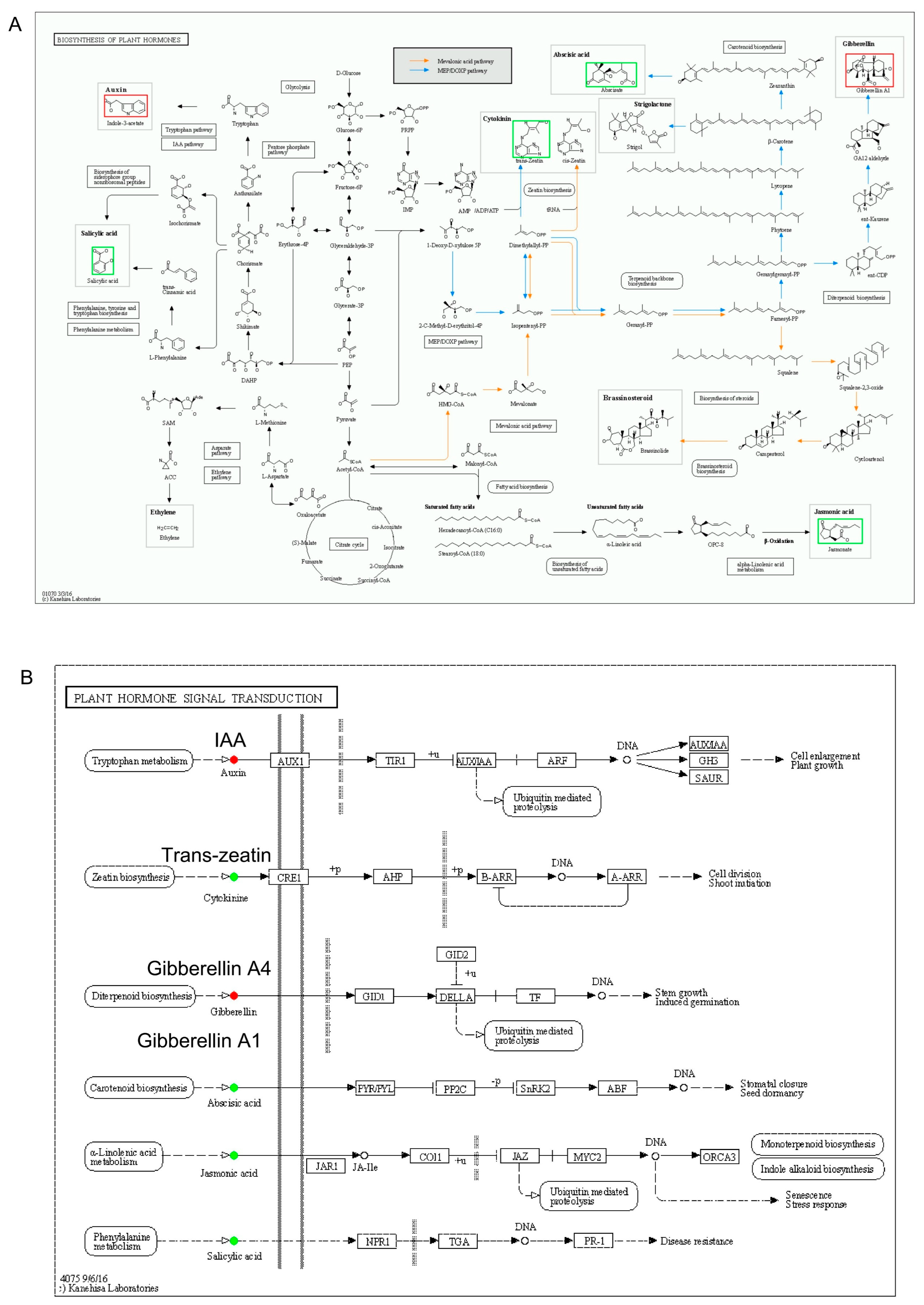 Plants 14 01126 g012