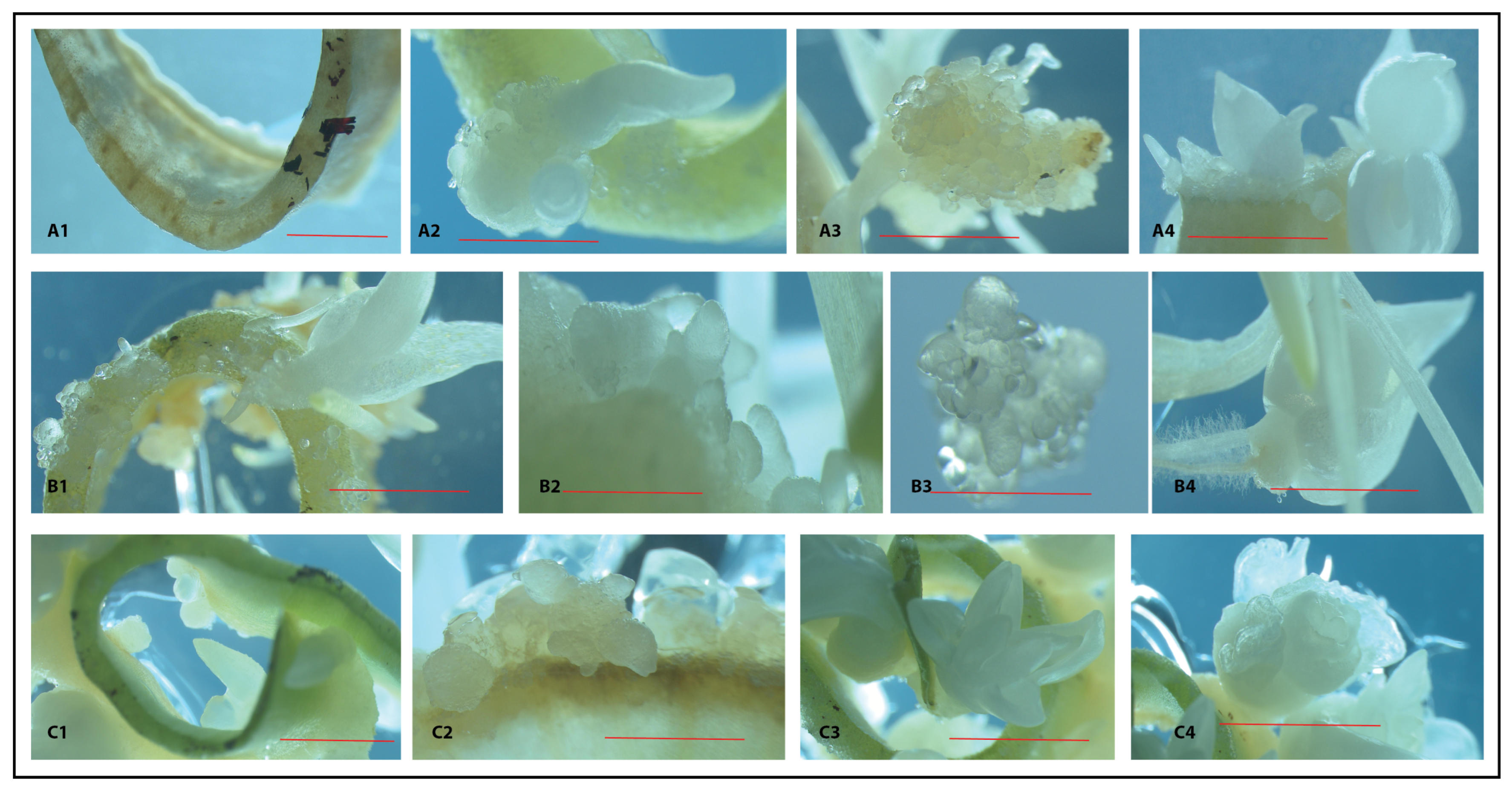 Plants 14 01127 g005