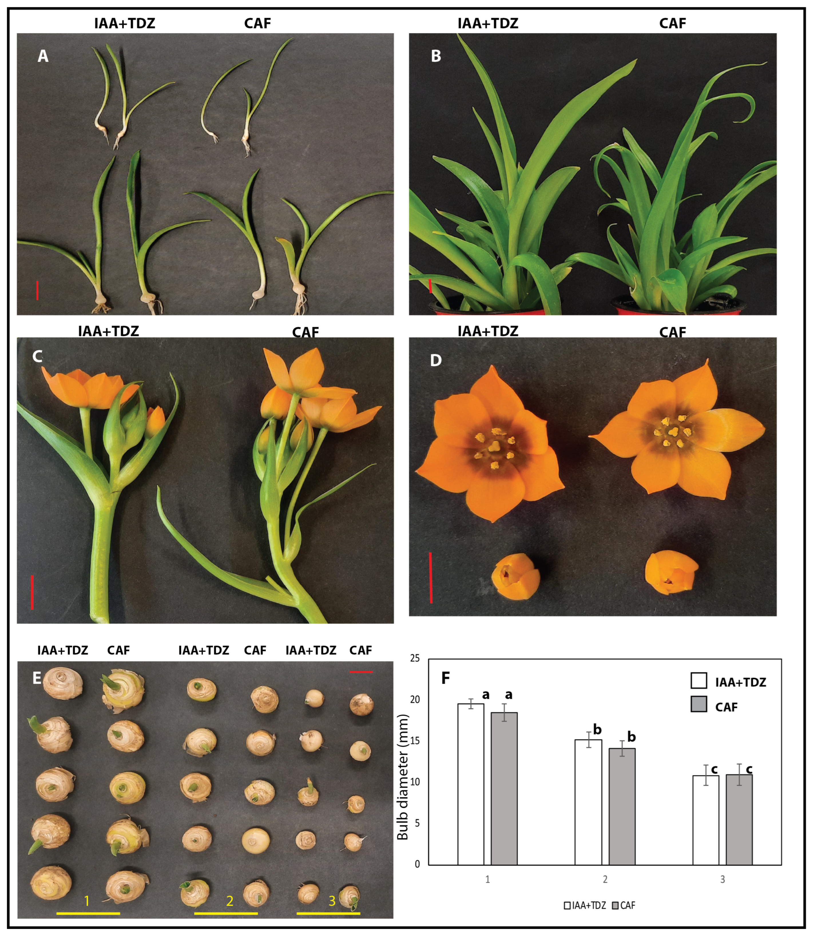 Plants 14 01127 g006