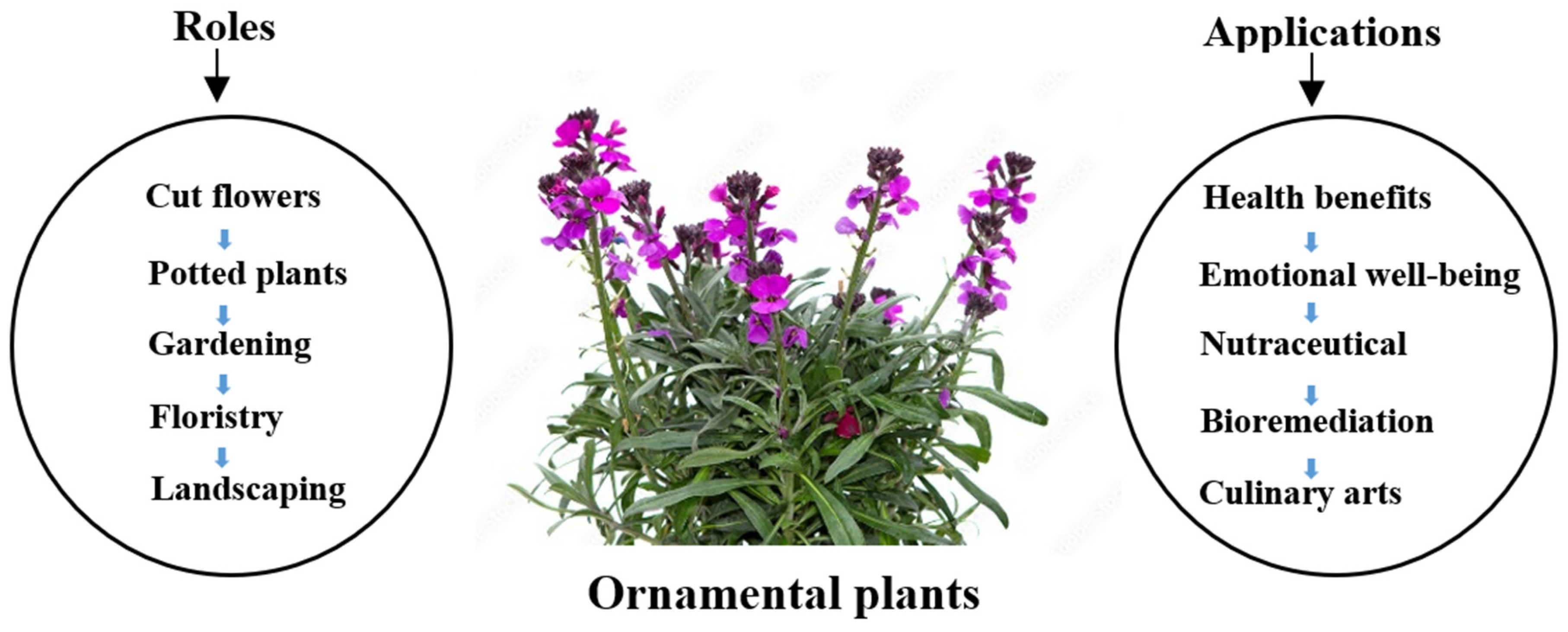 Plants 14 01131 g001