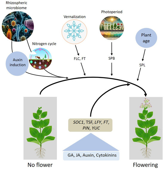Unraveling the Complexities of Flowering in Ornamental Plants: The ...