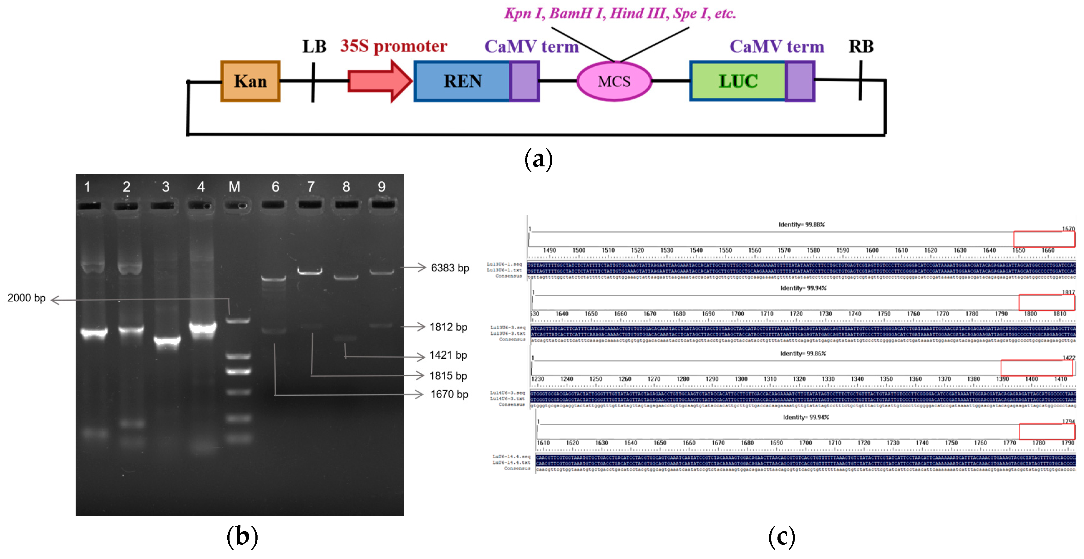 Plants 14 01142 g002