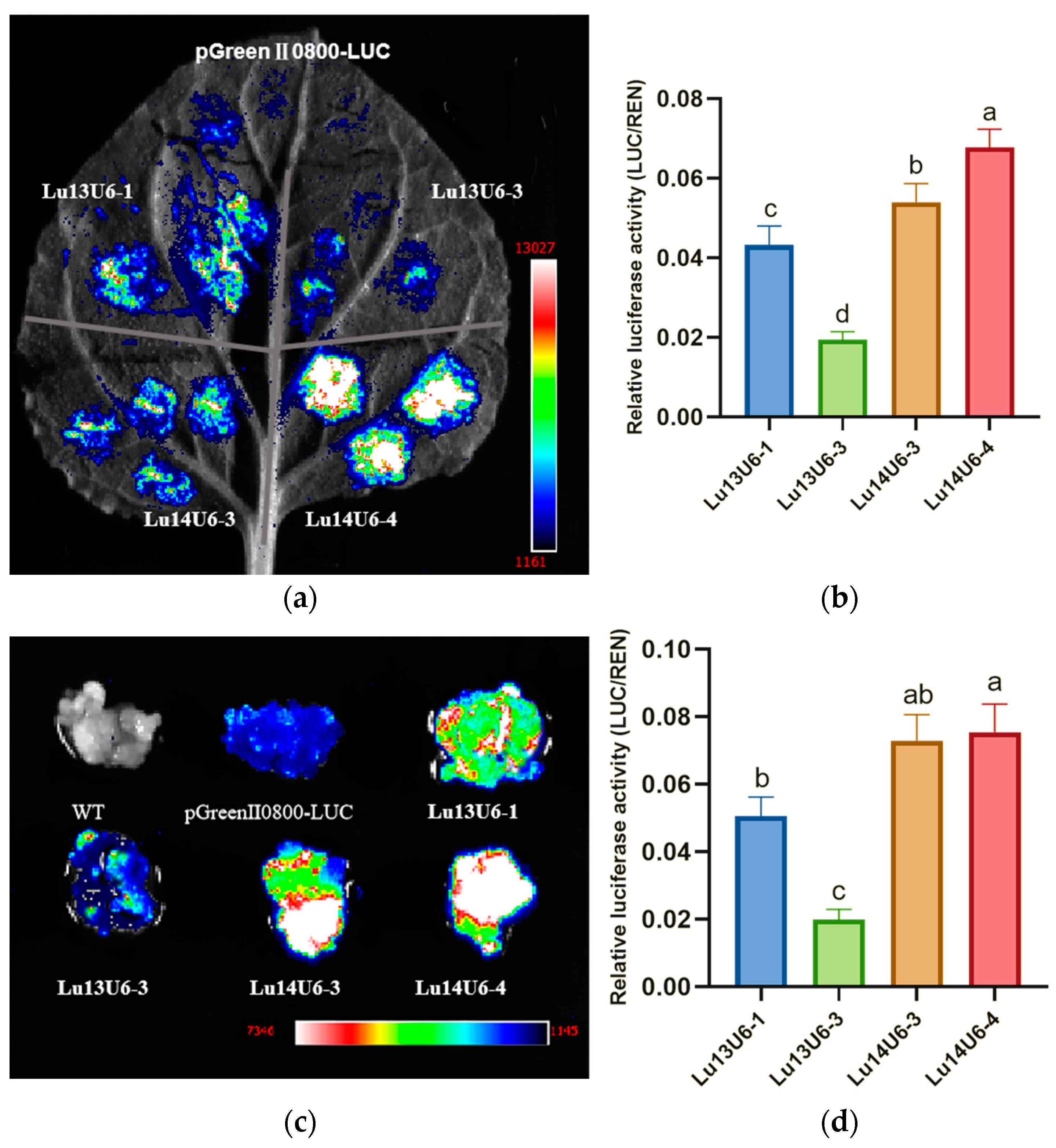 Plants 14 01142 g003