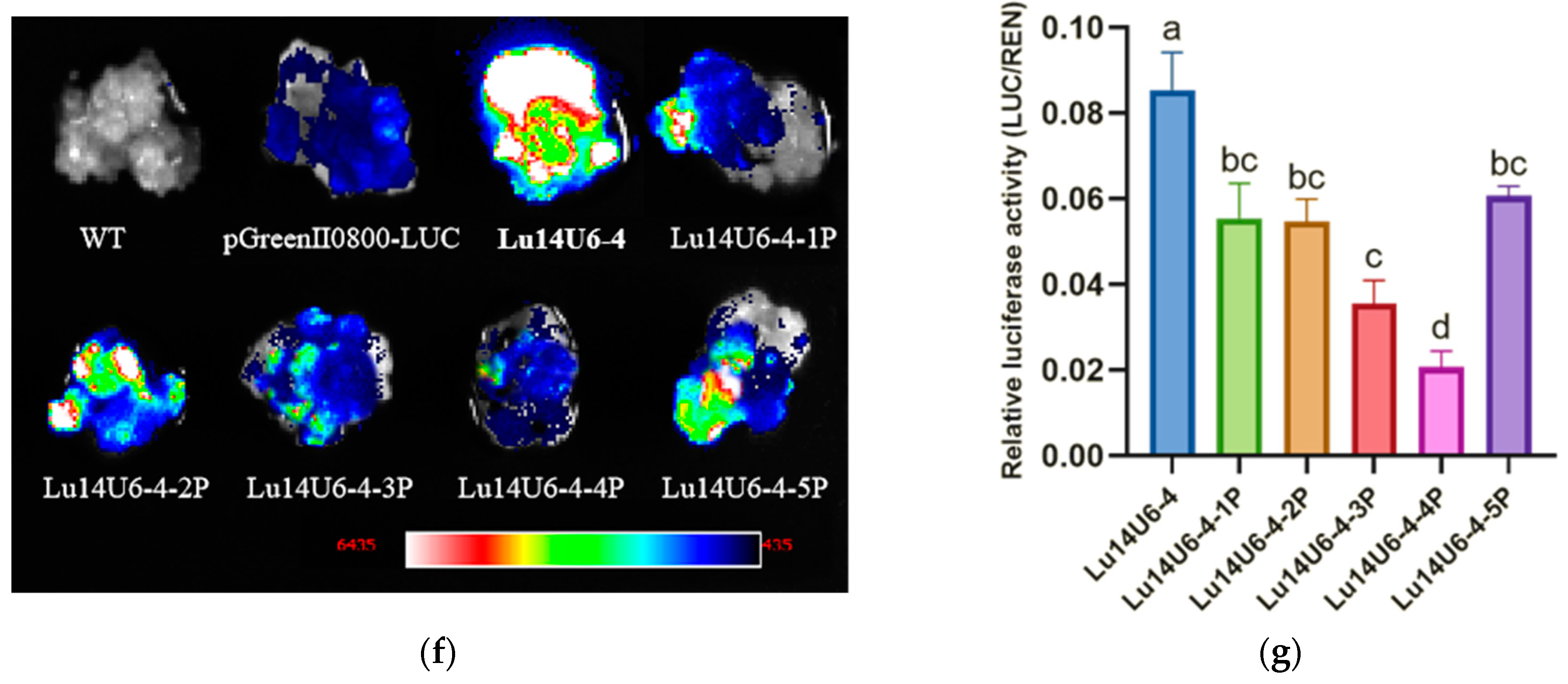 Plants 14 01142 g004b