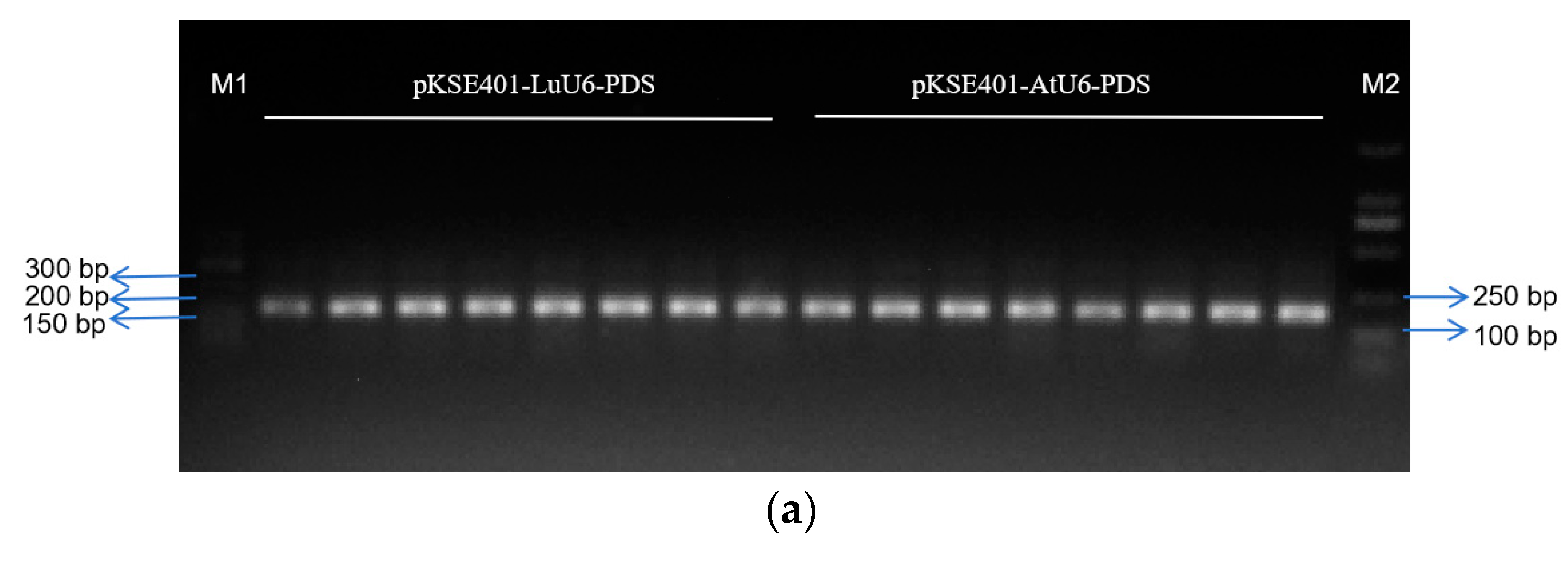 Plants 14 01142 g006a