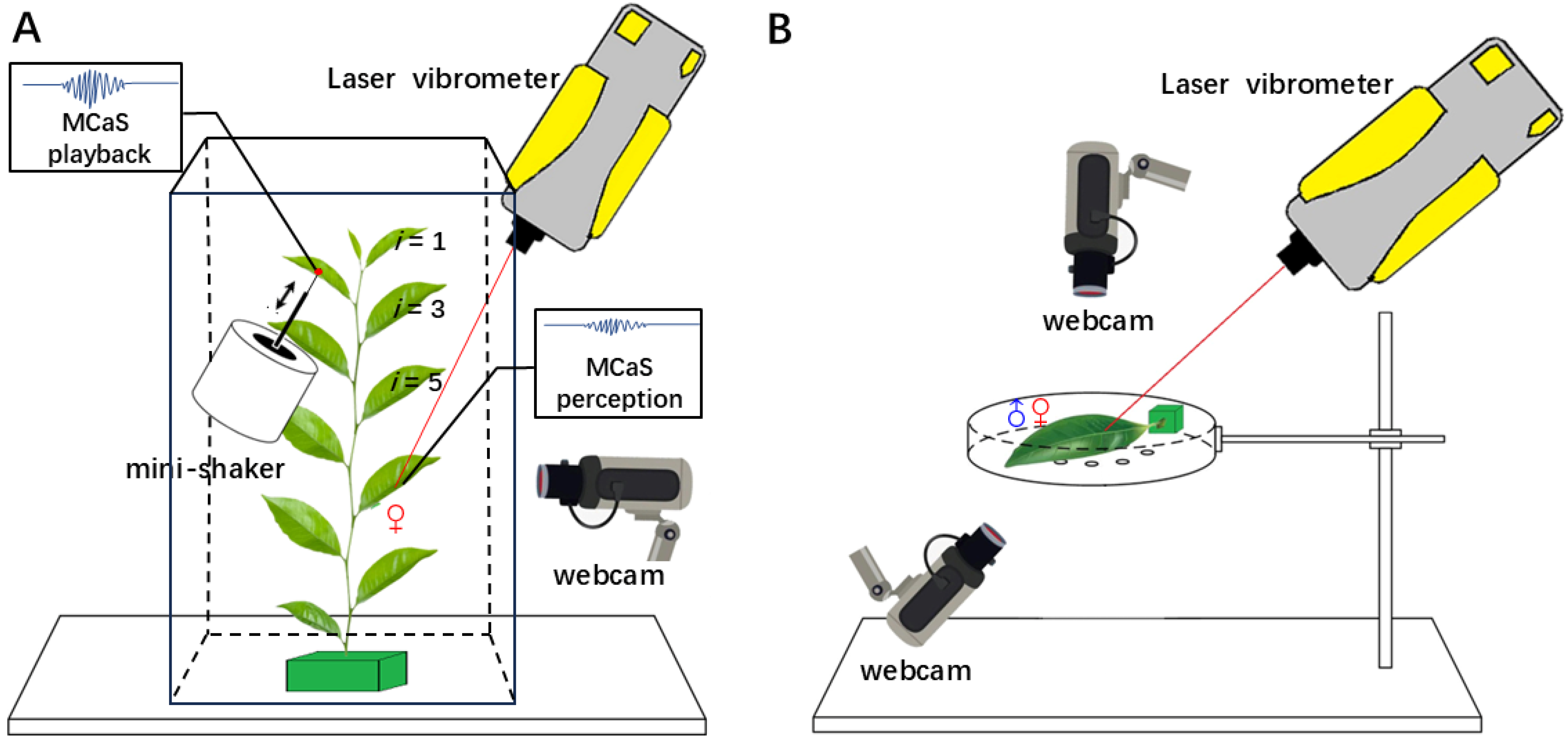 The Effect of Leaf Traits on the Excitation, Transmission