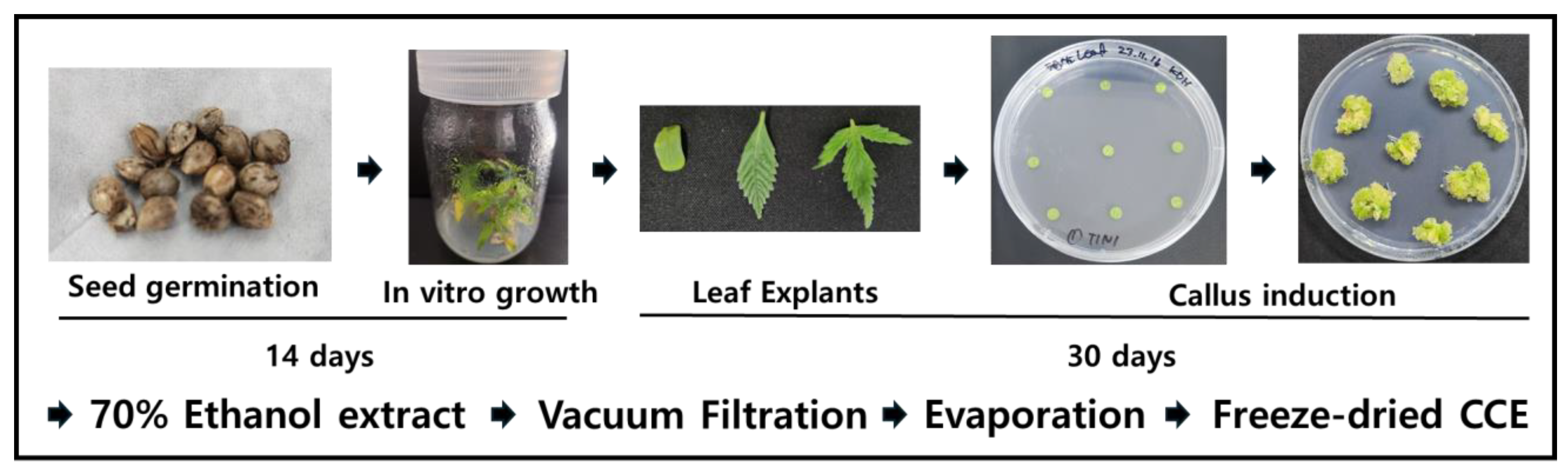 Plants 14 01148 g001