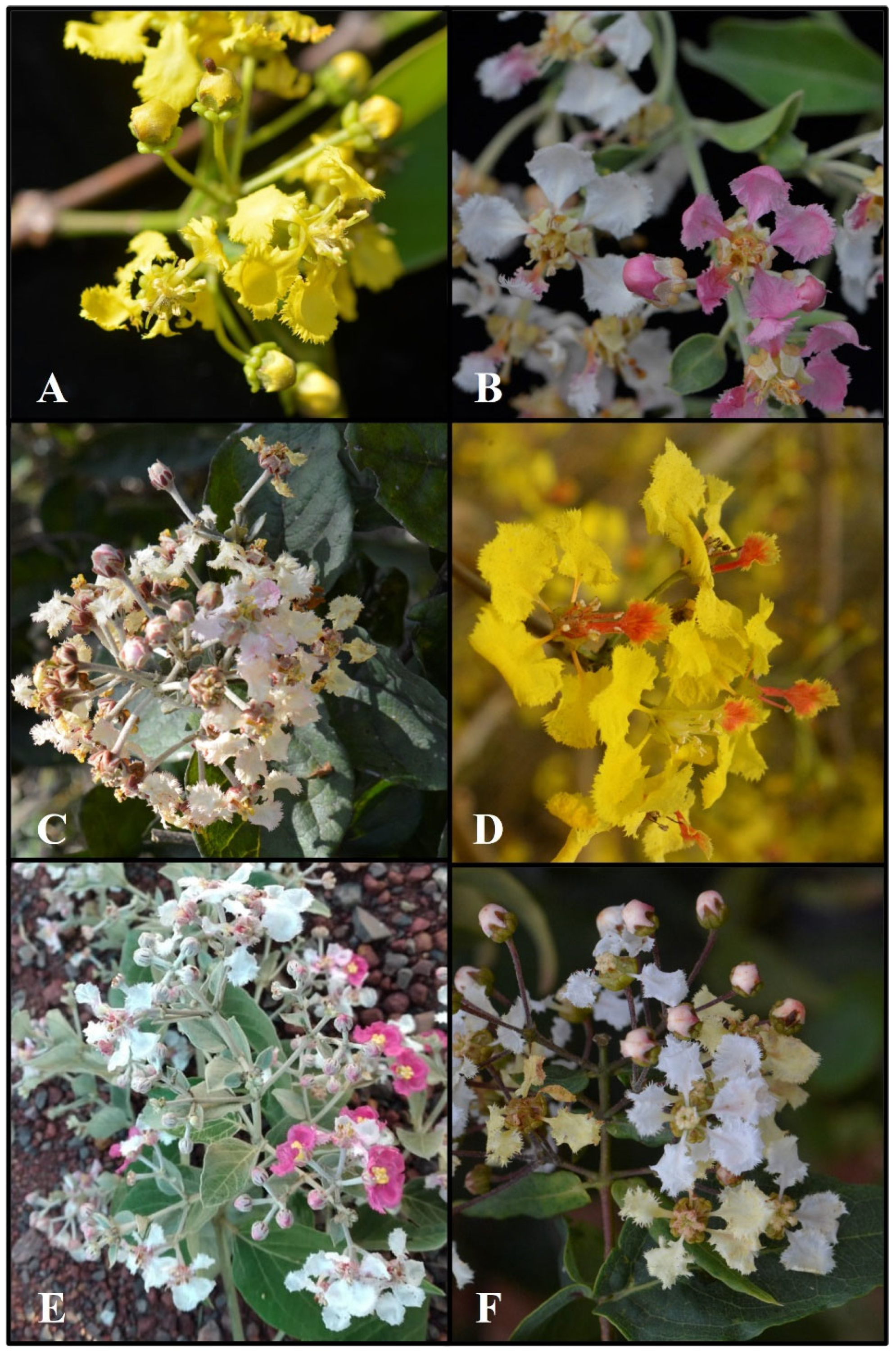 Plants 14 01149 g001