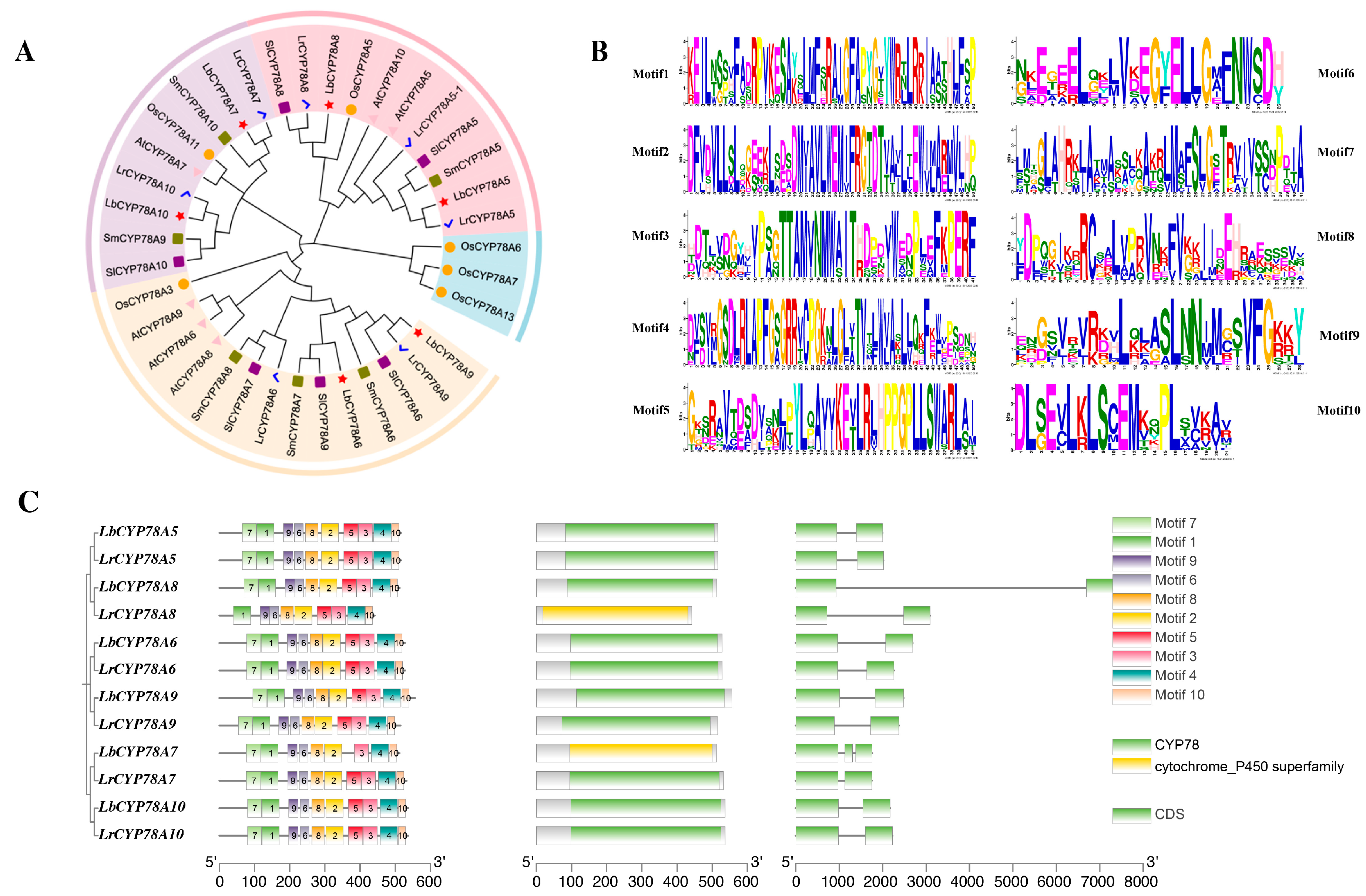Plants 14 01152 g001