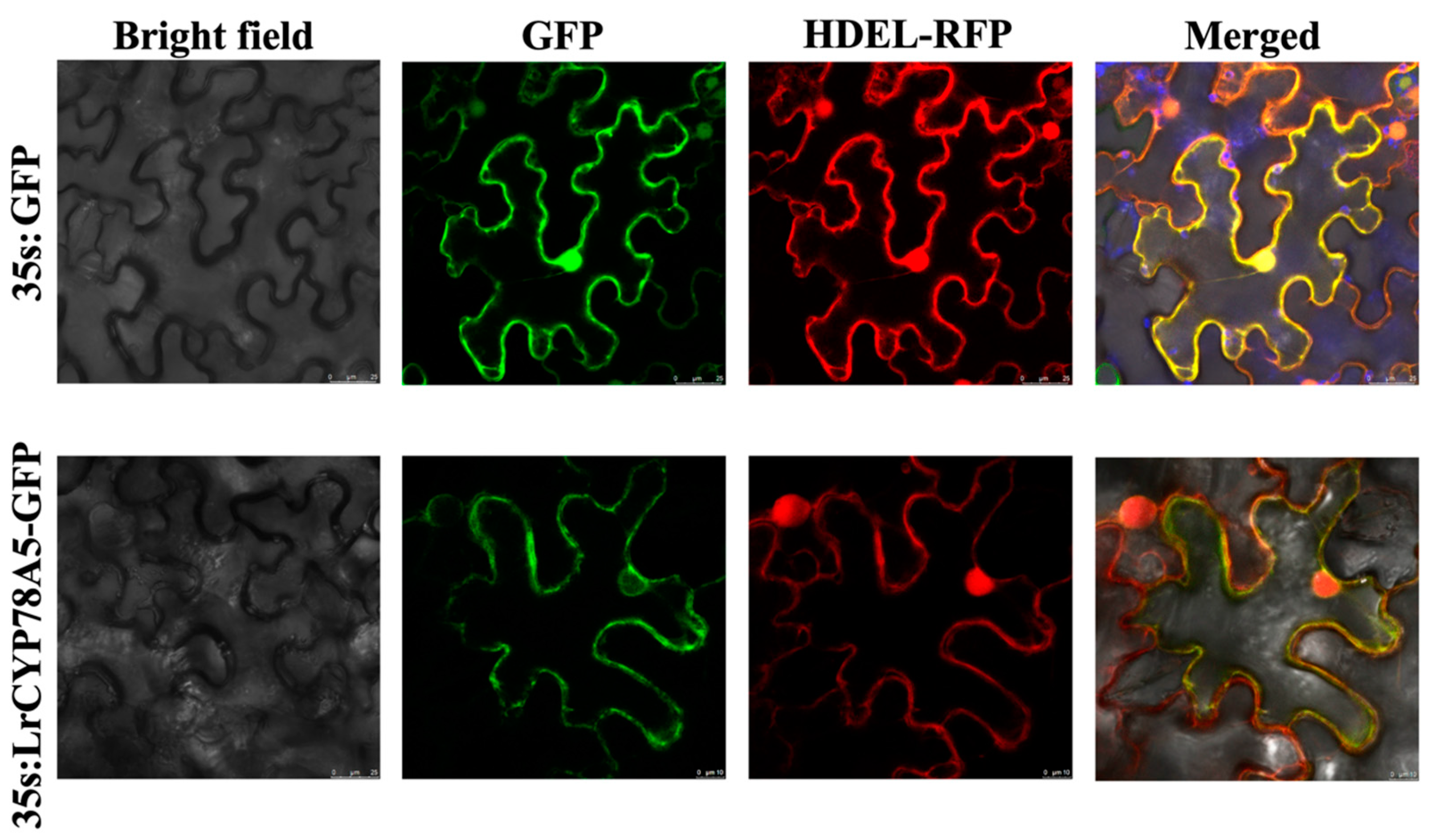 Plants 14 01152 g006